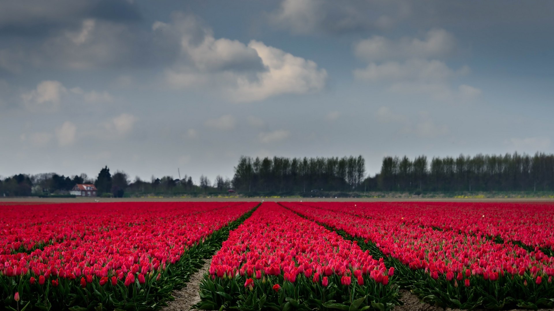 Обои небо, цветы, деревья, поле, горизонт, тюльпаны, the sky, flowers, trees, field, horizon, tulips разрешение 2667x1440 Загрузить