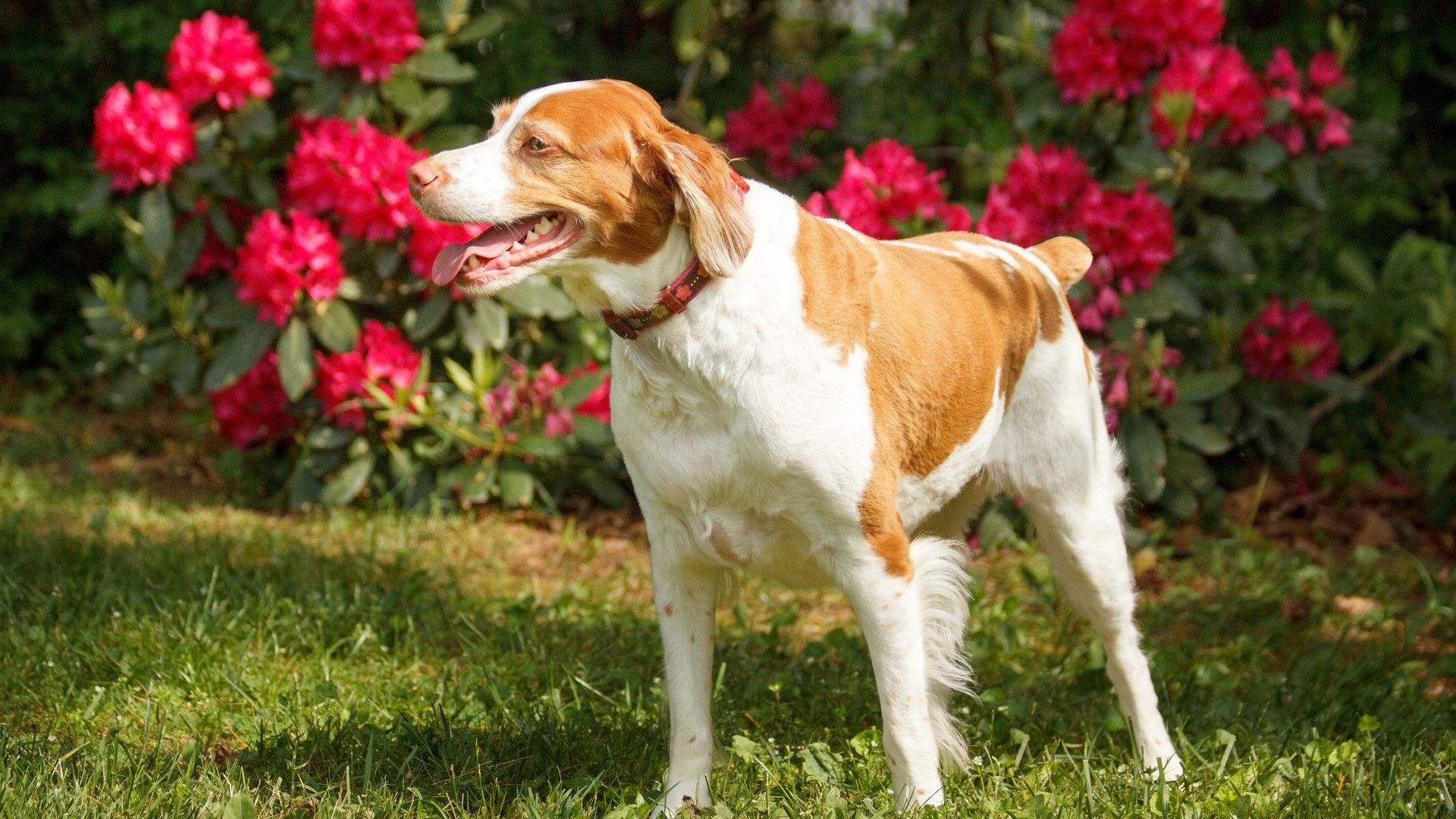 Обои цветы, трава, взгляд, собака, ошейник, лужайка, flowers, grass, look, dog, collar, lawn разрешение 2048x1365 Загрузить