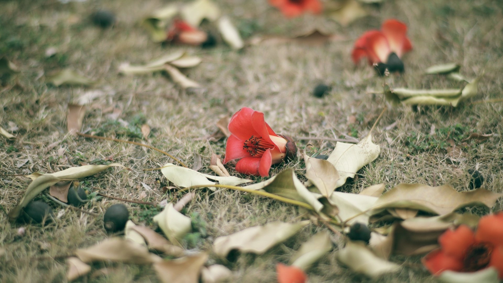 Обои цветы, трава, листья, лепестки, красные, flowers, grass, leaves, petals, red разрешение 2048x1365 Загрузить