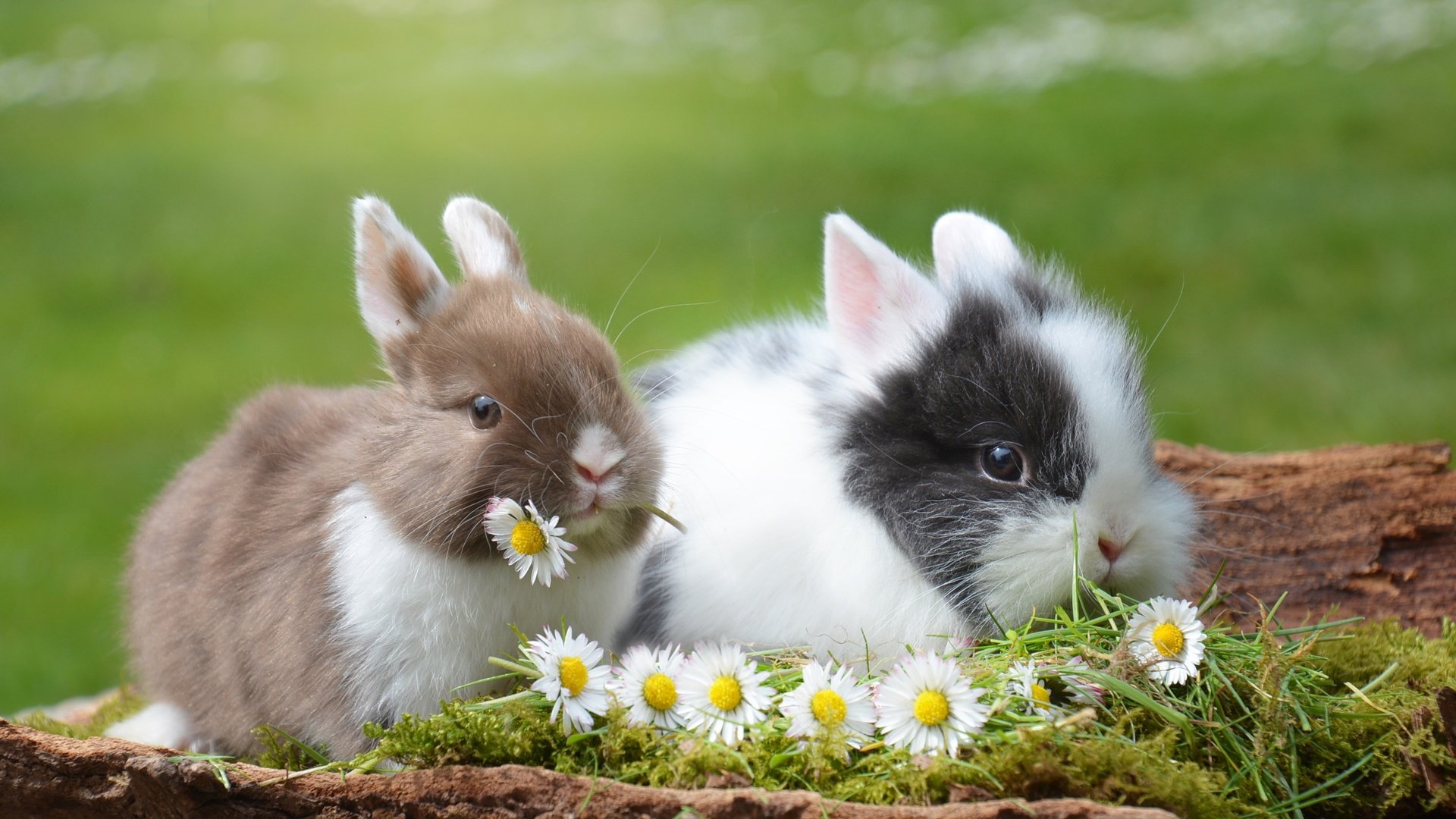 природа животные кролик цветы тюльпаны без смс