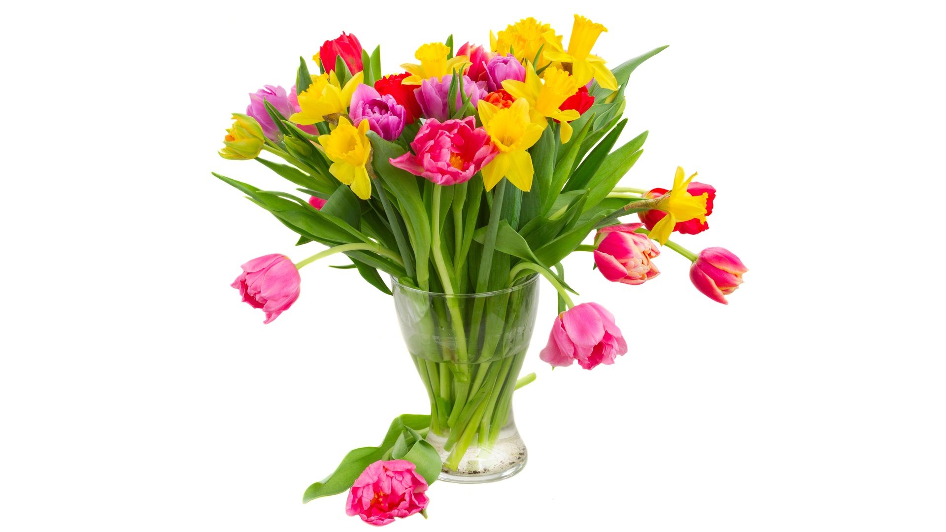 Обои цветы, тюльпаны, белый фон, ваза, нарциссы, flowers, tulips, white background, vase, daffodils разрешение 6400x4000 Загрузить
