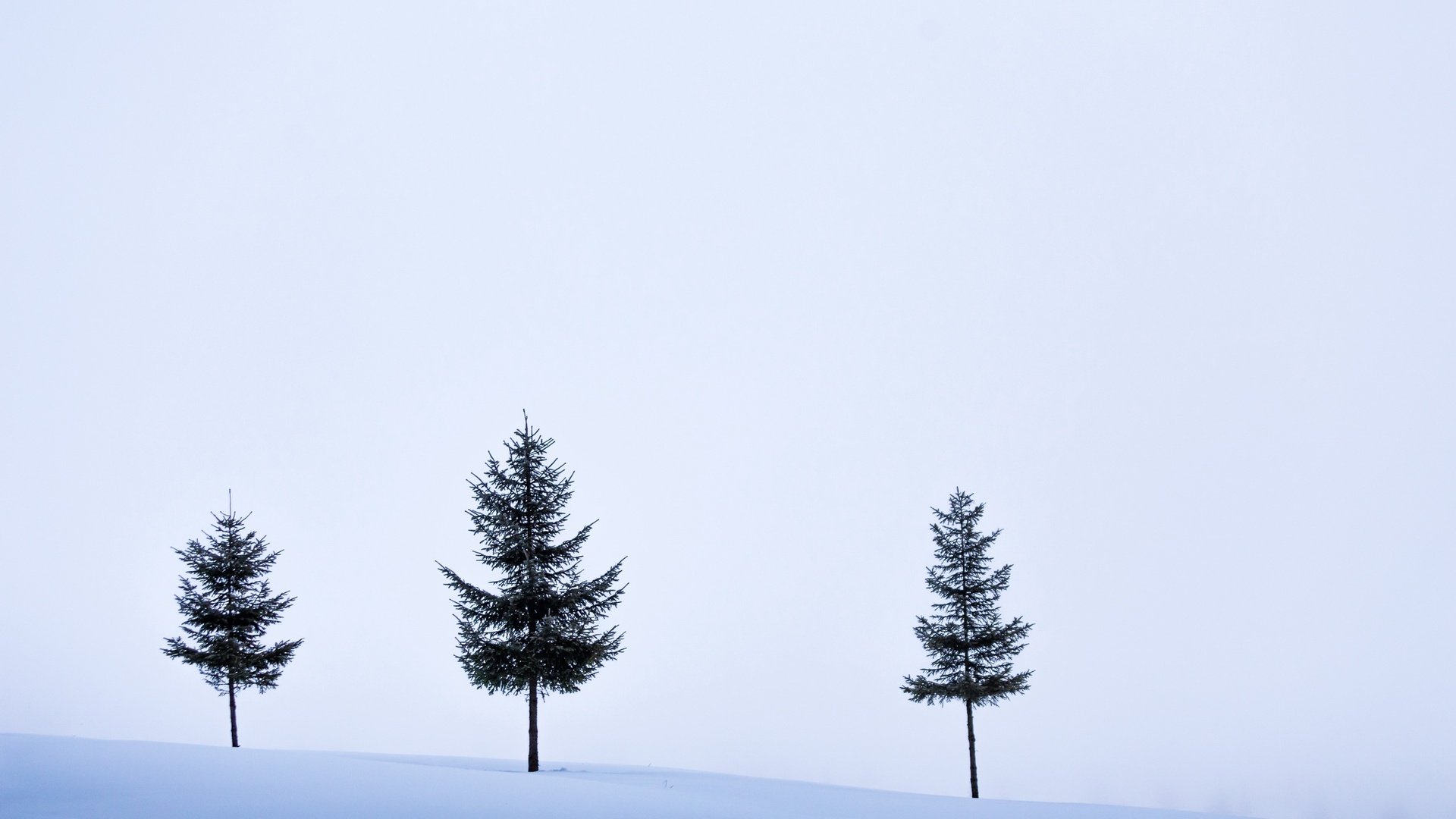 Обои небо, деревья, снег, зима, поле, the sky, trees, snow, winter, field разрешение 2560x1707 Загрузить