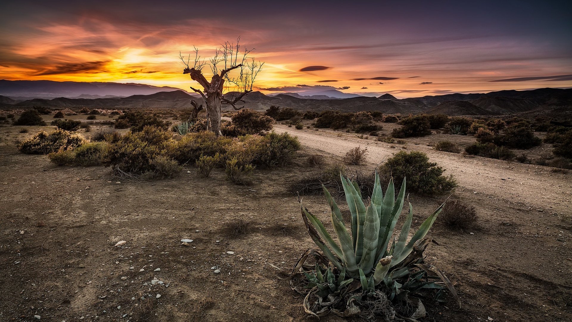 Обои небо, дорога, дерево, закат, кактус, the sky, road, tree, sunset, cactus разрешение 2048x1221 Загрузить