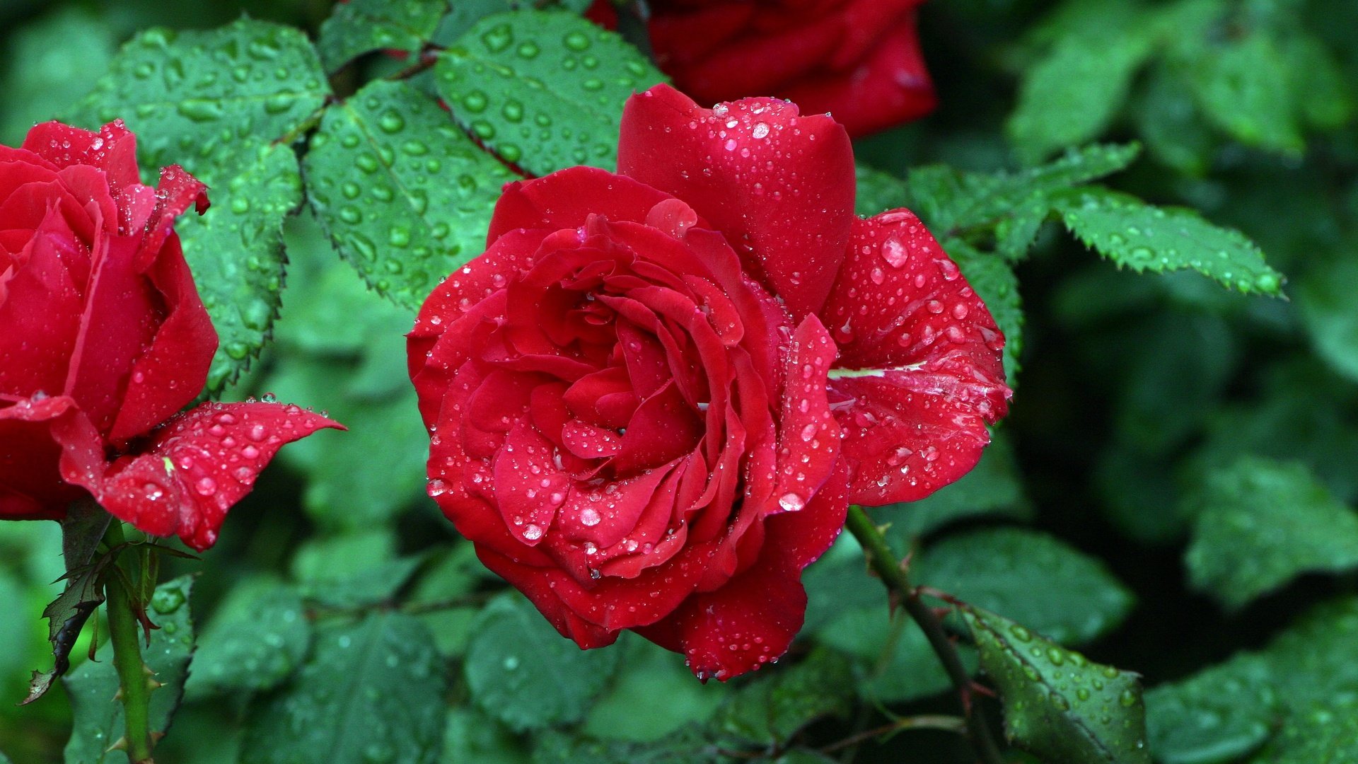 Обои цветы, капли, розы, красная роза, капли дождя, flowers, drops, roses, red rose, raindrops разрешение 3072x2048 Загрузить