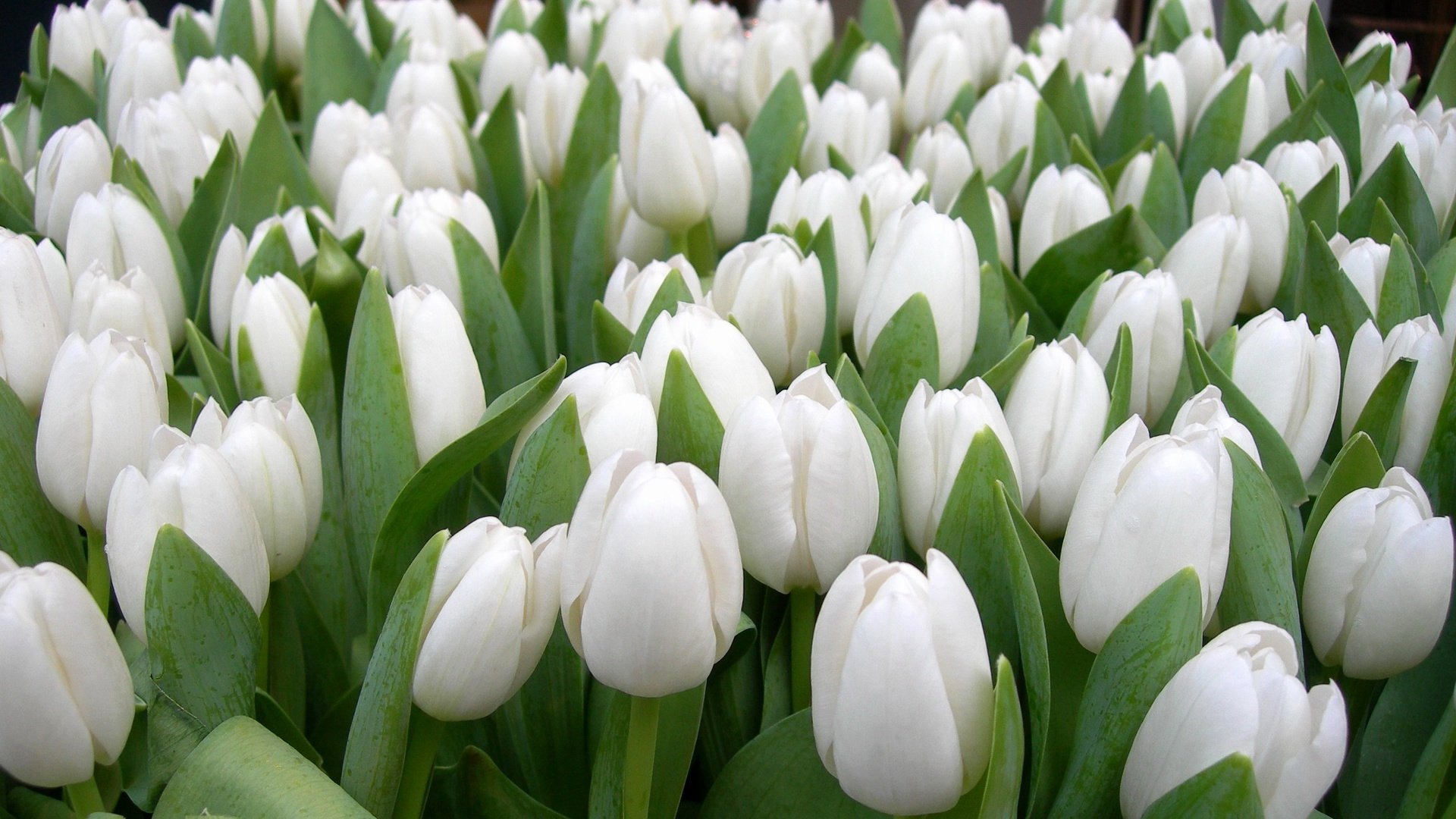 Обои цветы, лепестки, сад, весна, тюльпаны, белые, flowers, petals, garden, spring, tulips, white разрешение 1920x1233 Загрузить