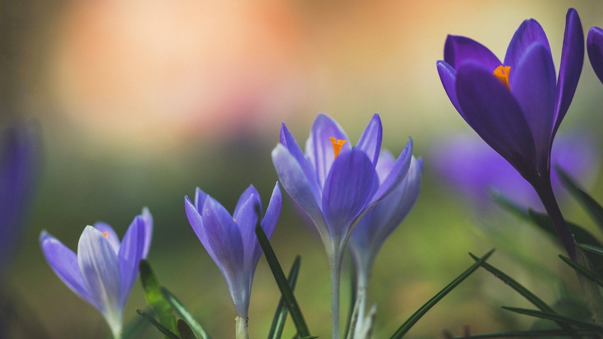 Обои цветы, макро, весна, крокус, flowers, macro, spring, krokus разрешение 2048x1365 Загрузить