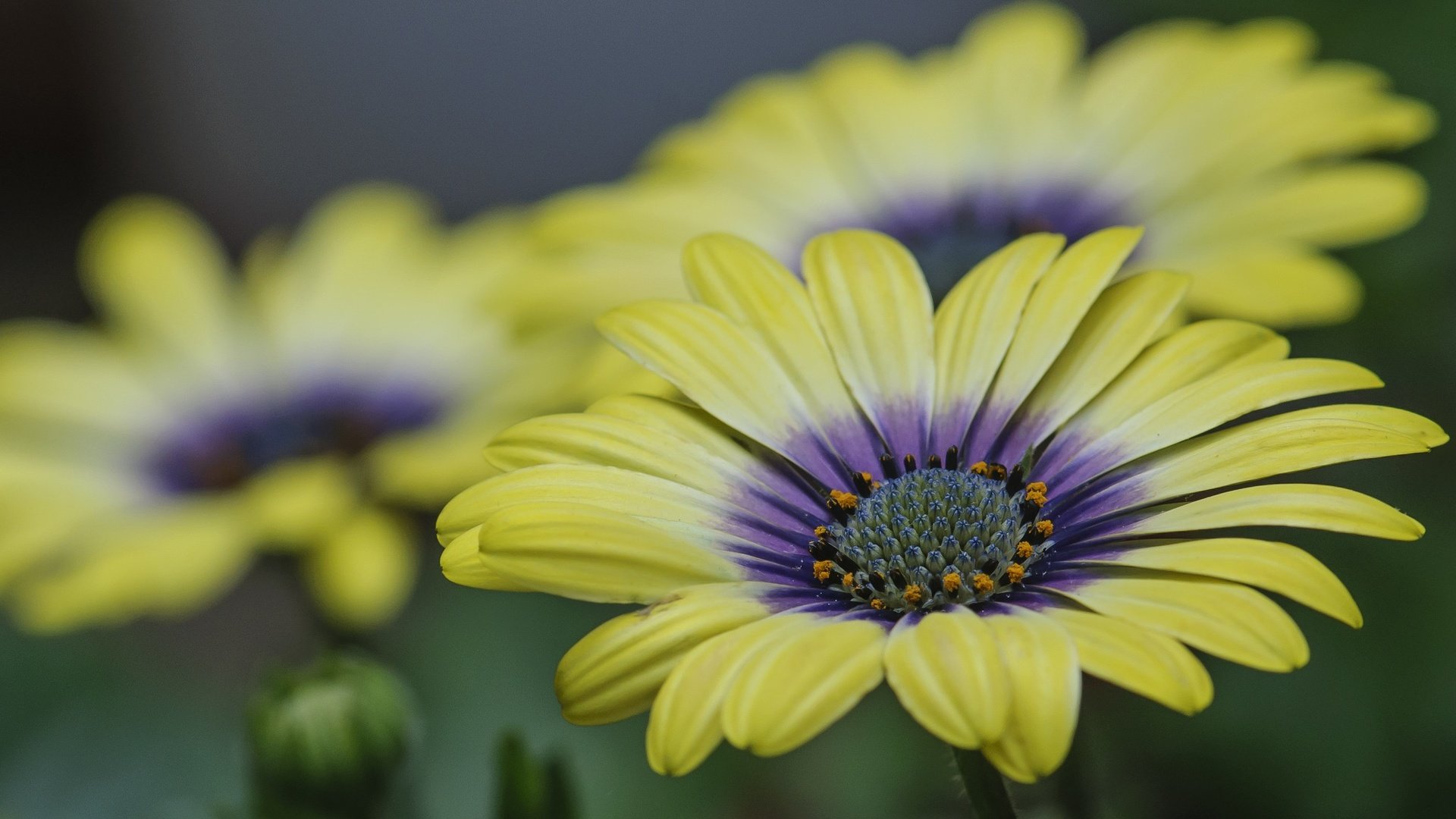 Обои цветы, природа, лепестки, герберы, flowers, nature, petals, gerbera разрешение 2048x1376 Загрузить