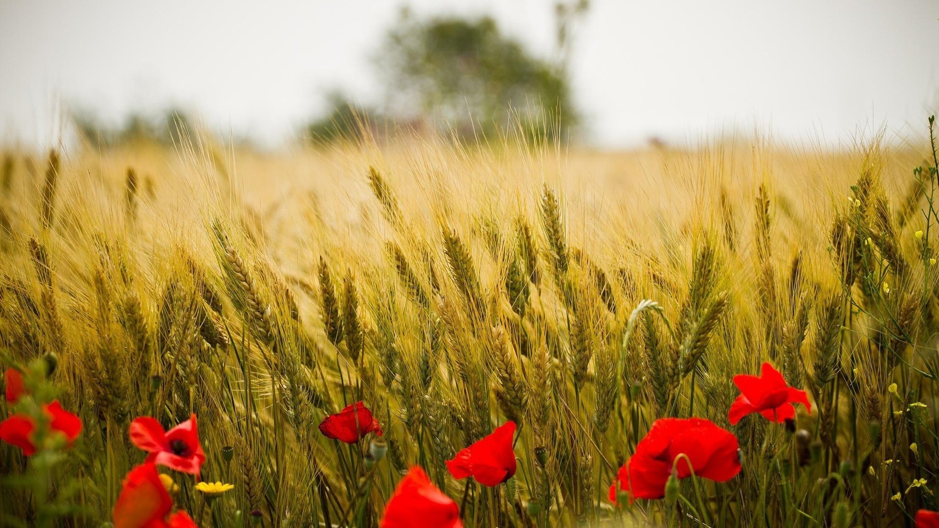 Обои цветы, природа, пейзаж, поле, красные, маки, колосья, пшеница, flowers, nature, landscape, field, red, maki, ears, wheat разрешение 2048x1366 Загрузить