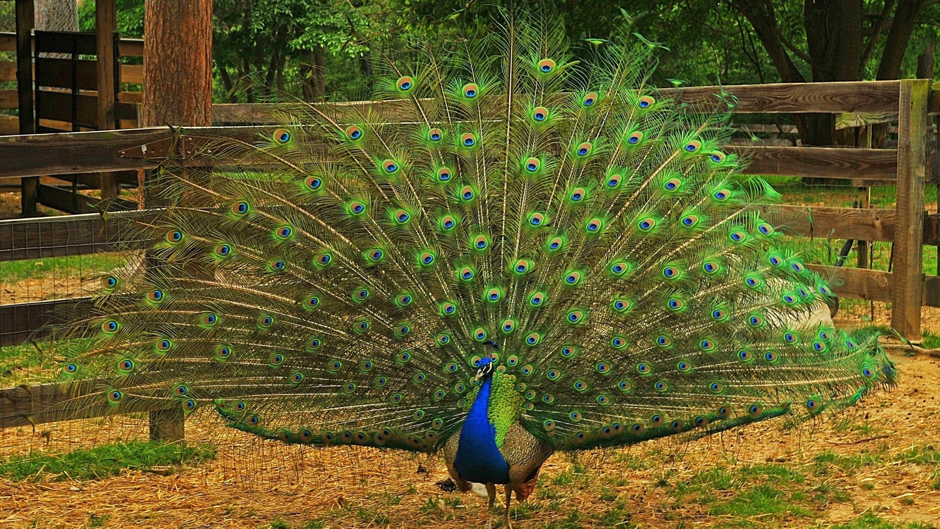 Обои природа, птица, павлин, перья, хвост, оперение, nature, bird, peacock, feathers, tail разрешение 2048x1253 Загрузить