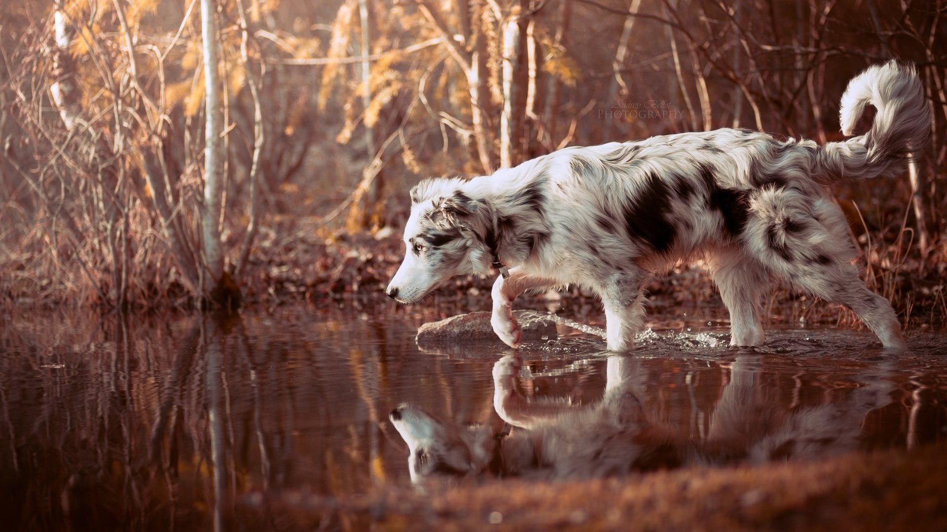 Обои вода, природа, лес, отражение, собака, прогулка, друг, бордер-колли, water, nature, forest, reflection, dog, walk, each, the border collie разрешение 2560x1707 Загрузить