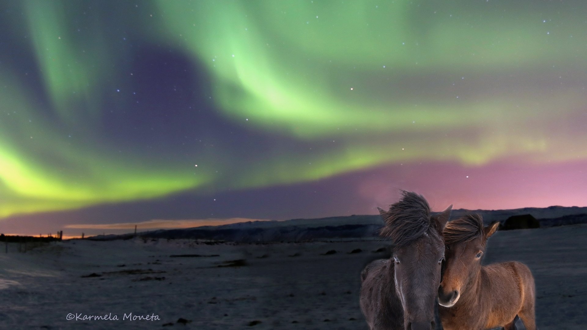 Обои природа, северное сияние, лошади, исландские лошади, nature, northern lights, horse, icelandic horses разрешение 2560x1705 Загрузить