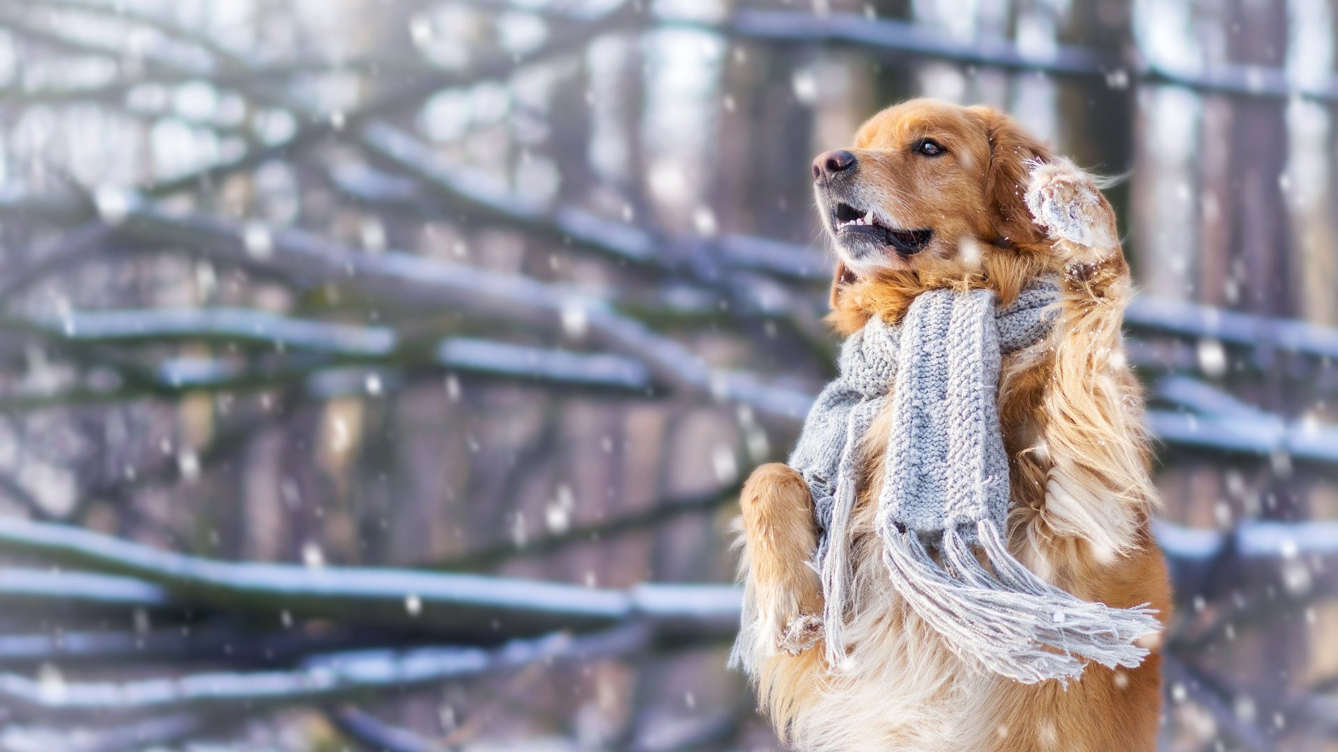 Обои снег, зима, настроение, собака, шарф, стойка, золотистый ретривер, snow, winter, mood, dog, scarf, stand, golden retriever разрешение 4608x3072 Загрузить