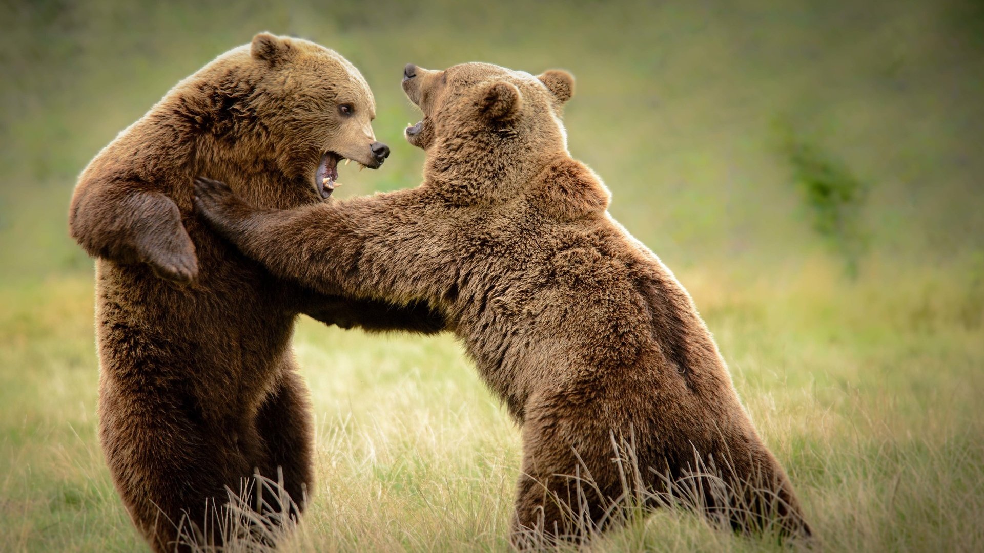 Обои трава, борьба, медведь, медведи, grass, fight, bear, bears разрешение 3840x2160 Загрузить