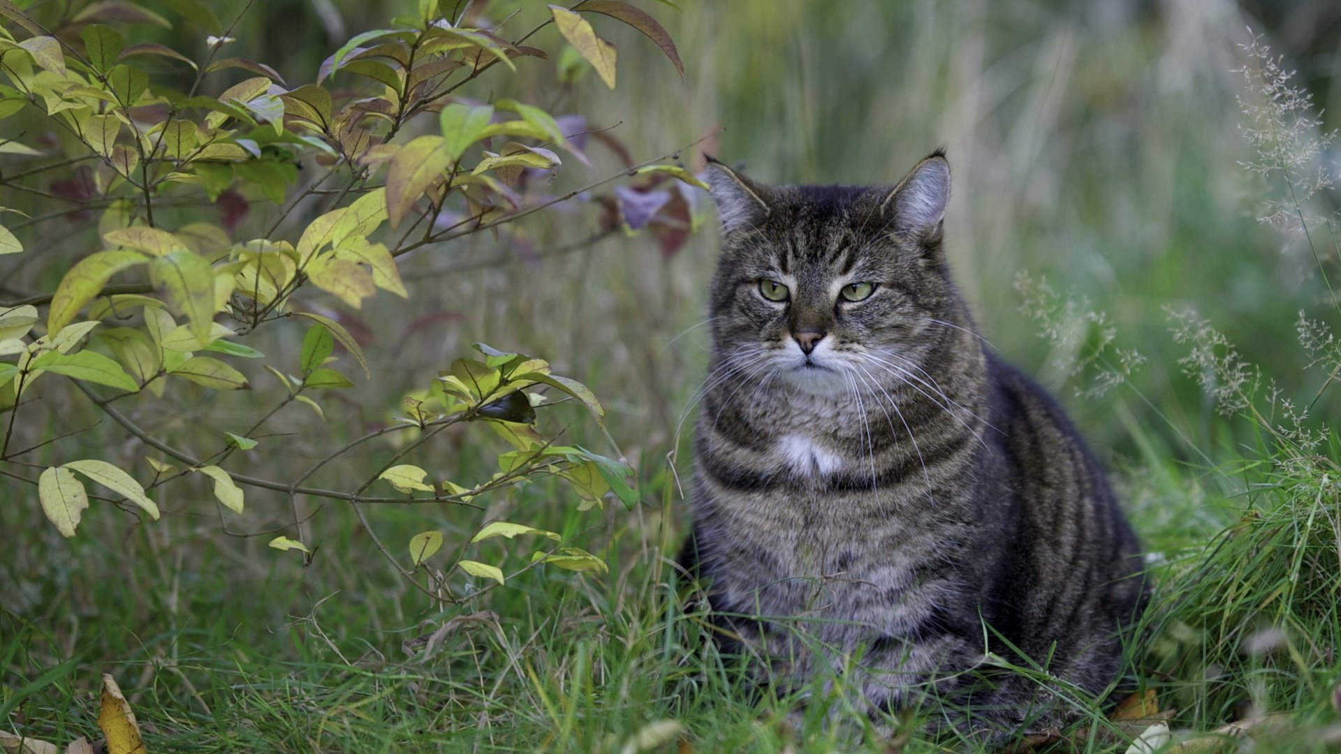 Обои глаза, трава, природа, листья, кот, усы, ветки, кошка, взгляд, look, eyes, grass, nature, leaves, cat, mustache, branches разрешение 2560x1600 Загрузить