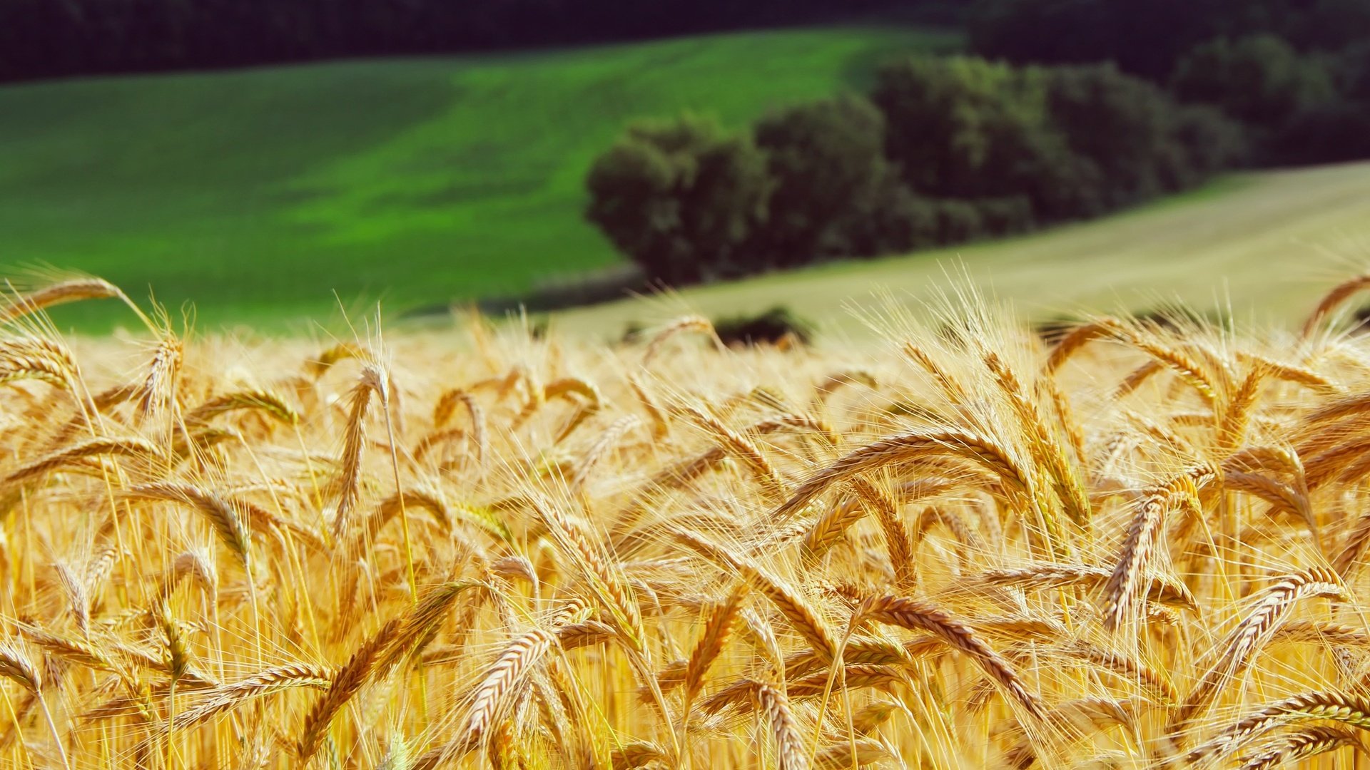 Обои трава, лес, поле, луг, колосья, пшеница, желтые, grass, forest, field, meadow, ears, wheat, yellow разрешение 2200x1467 Загрузить
