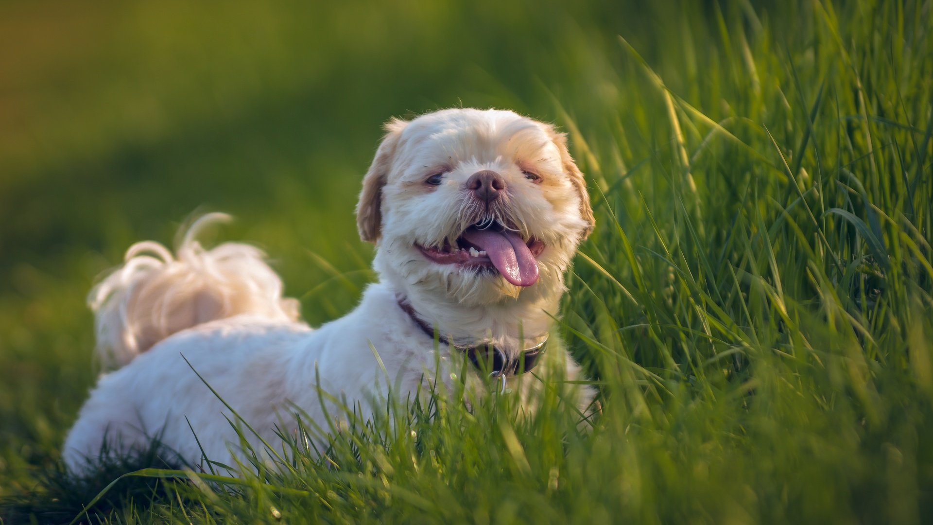белая собака язык трава без смс