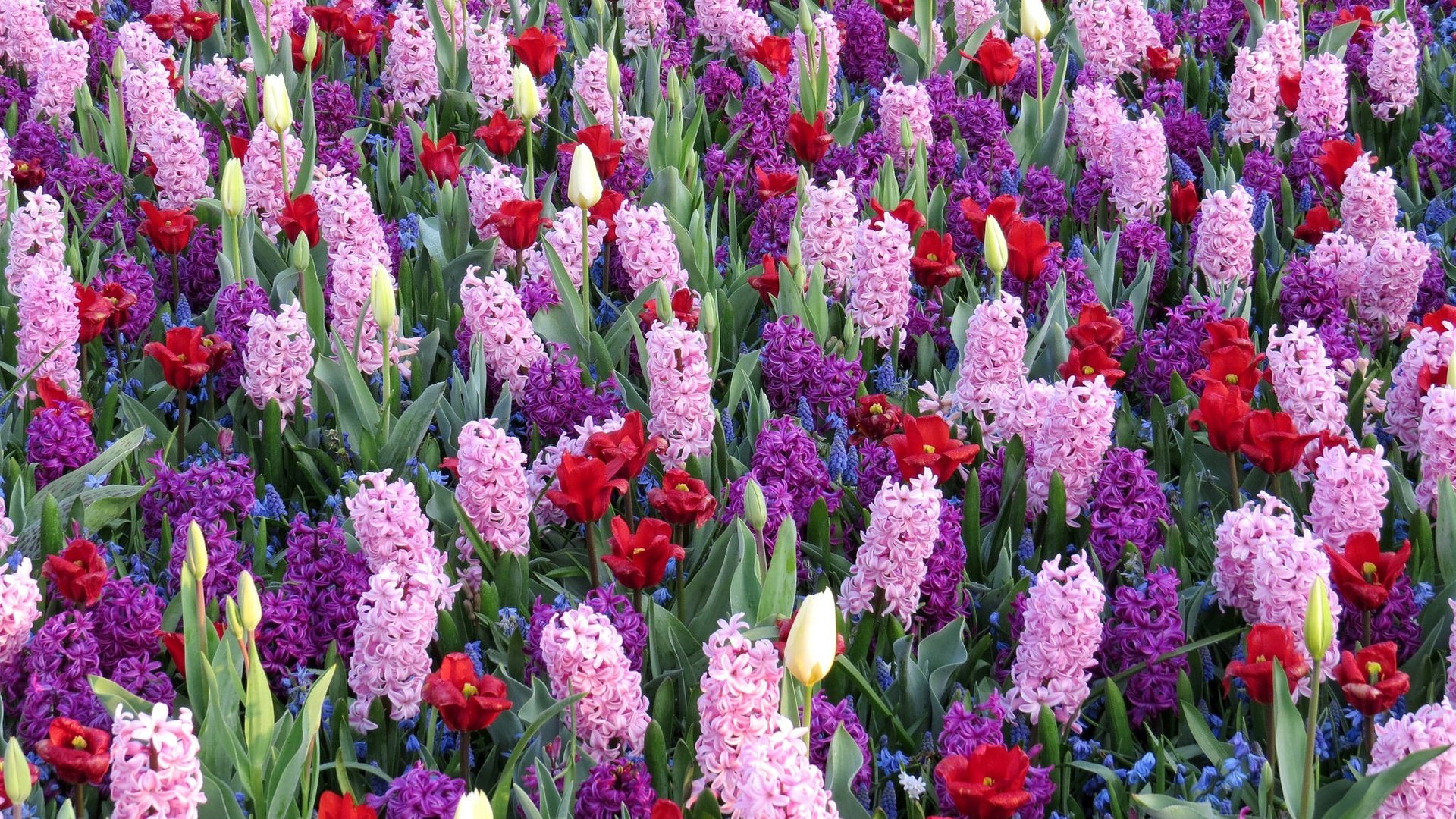 Обои цветы, тюльпаны, гиацинты, мускари, flowers, tulips, hyacinths, muscari разрешение 2048x1330 Загрузить