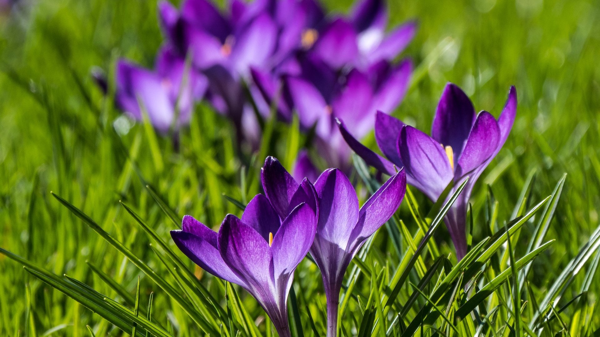 Обои цветы, весна, крокусы, боке, шафран, flowers, spring, crocuses, bokeh, saffron разрешение 2048x1536 Загрузить