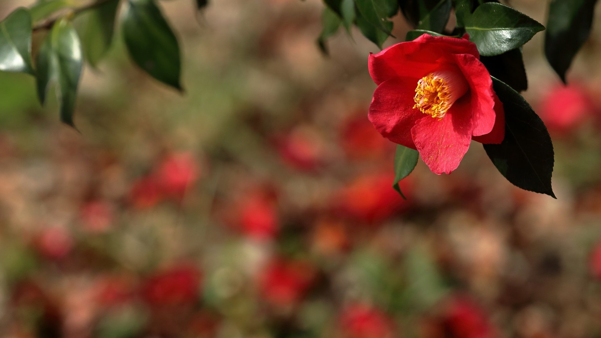 Обои ветка, природа, фон, цветок, красная, камелия, branch, nature, background, flower, red, camellia разрешение 2400x1600 Загрузить