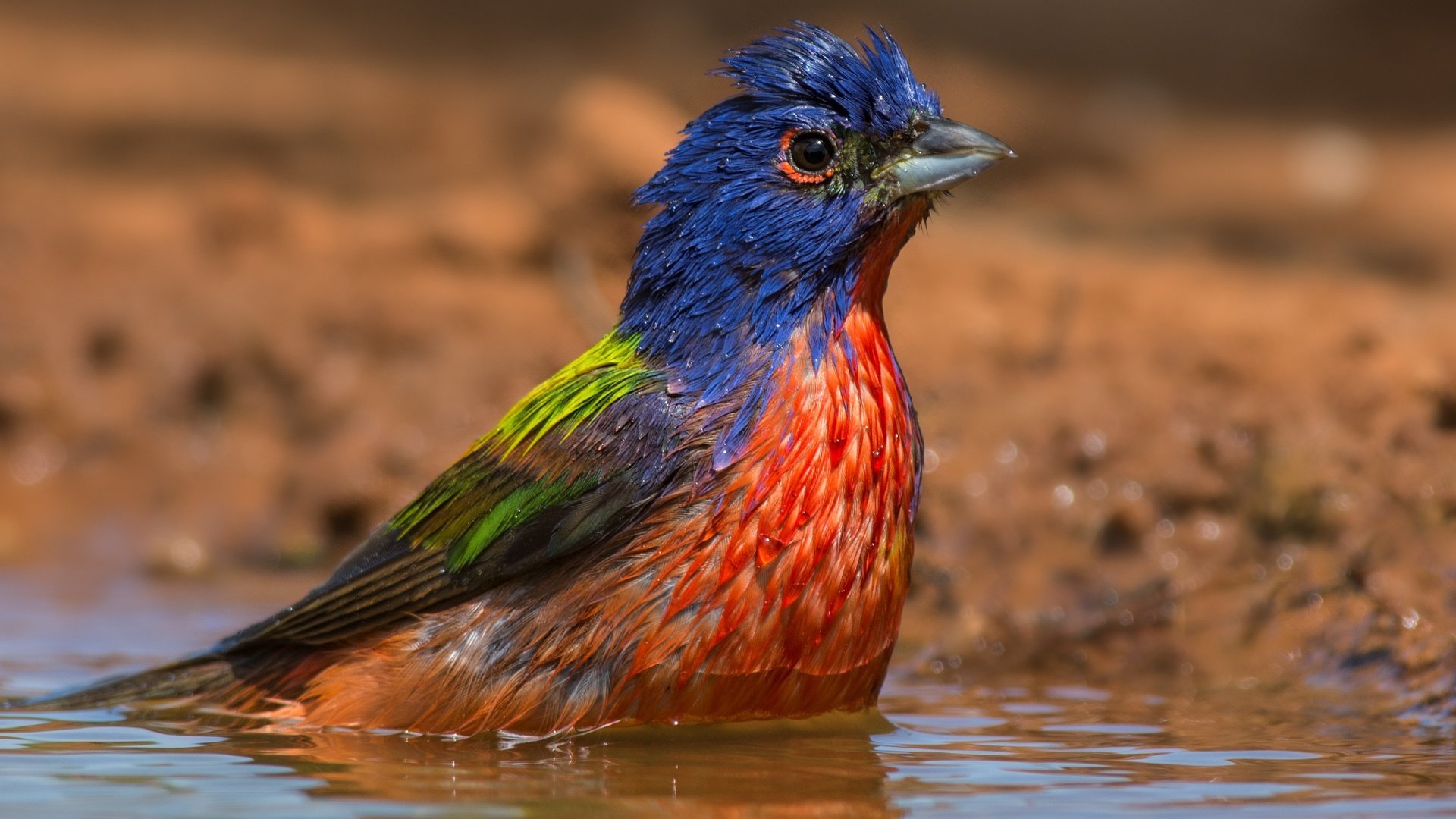 Обои вода, птицы, кардинал, купается, расписной овсянковый кардинал, water, birds, cardinal, bathed, painted sancopy cardinal разрешение 3266x2134 Загрузить