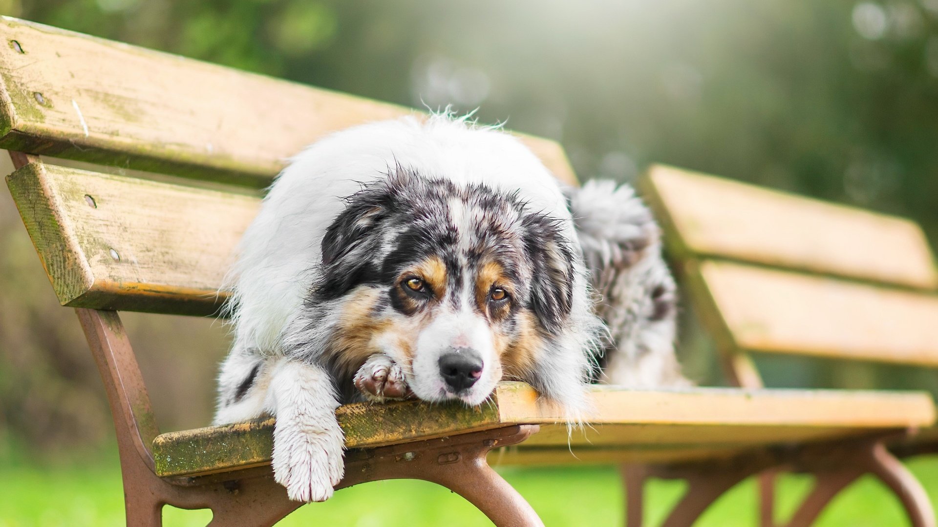 Обои взгляд, собака, скамья, австралийская овчарка, look, dog, bench, australian shepherd разрешение 2560x1707 Загрузить