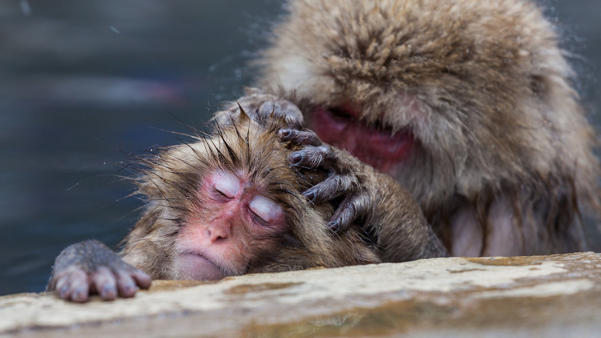 Обои забота, обезьяна, обезьяны, японские макаки, care, monkey, japanese macaque разрешение 2048x1365 Загрузить