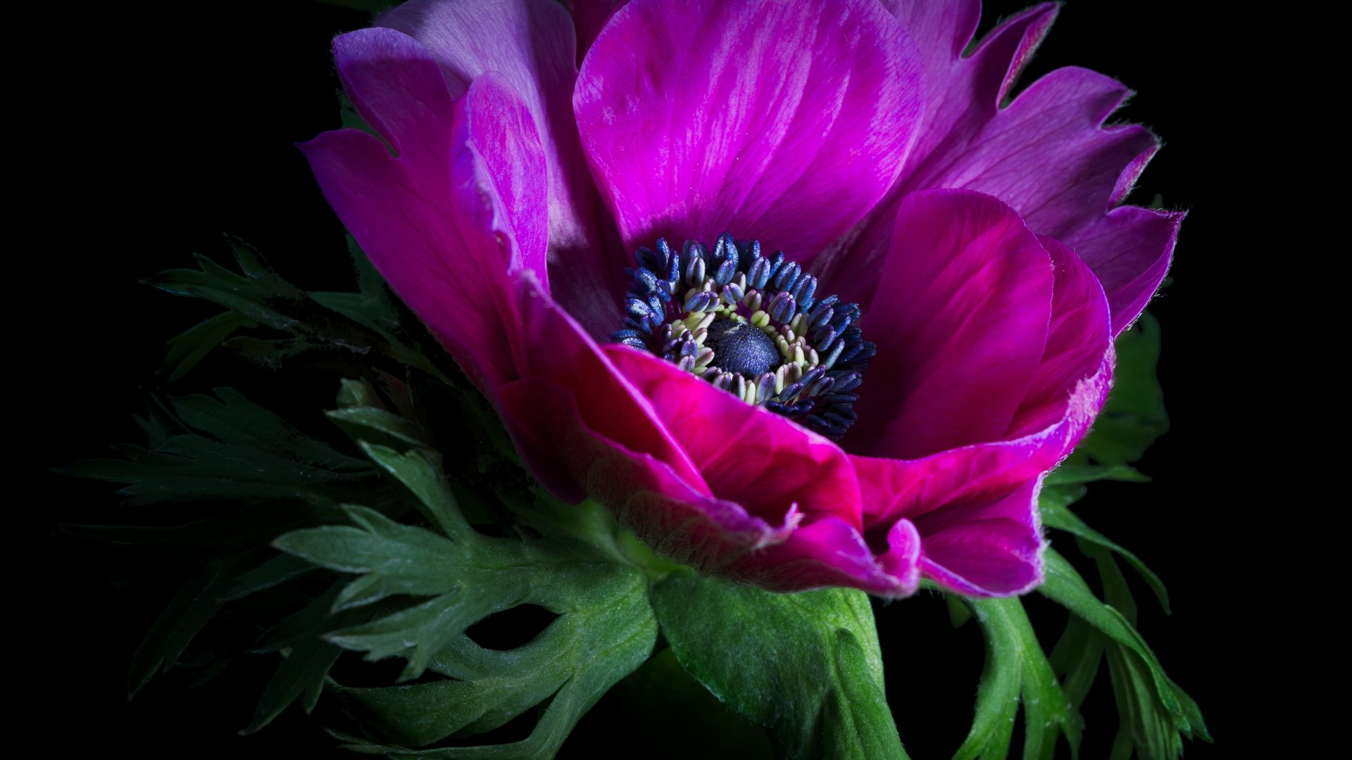 Обои цветок, лепестки, черный фон, анемон, sophiaspurgin, flower, petals, black background, anemone разрешение 4098x4098 Загрузить