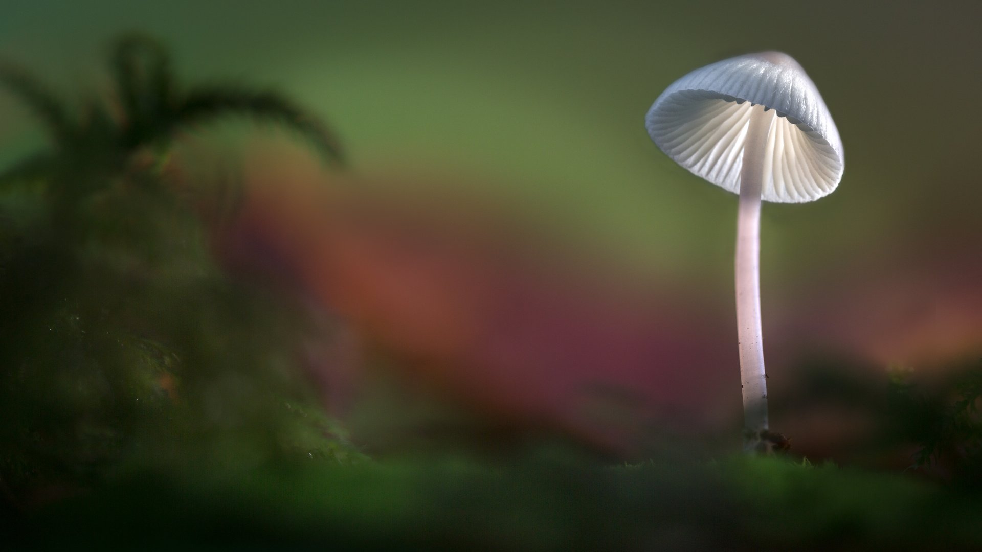 Обои свет, лес, осень, гриб, шляпка, sophiaspurgin, light, forest, autumn, mushroom, hat разрешение 5760x3840 Загрузить