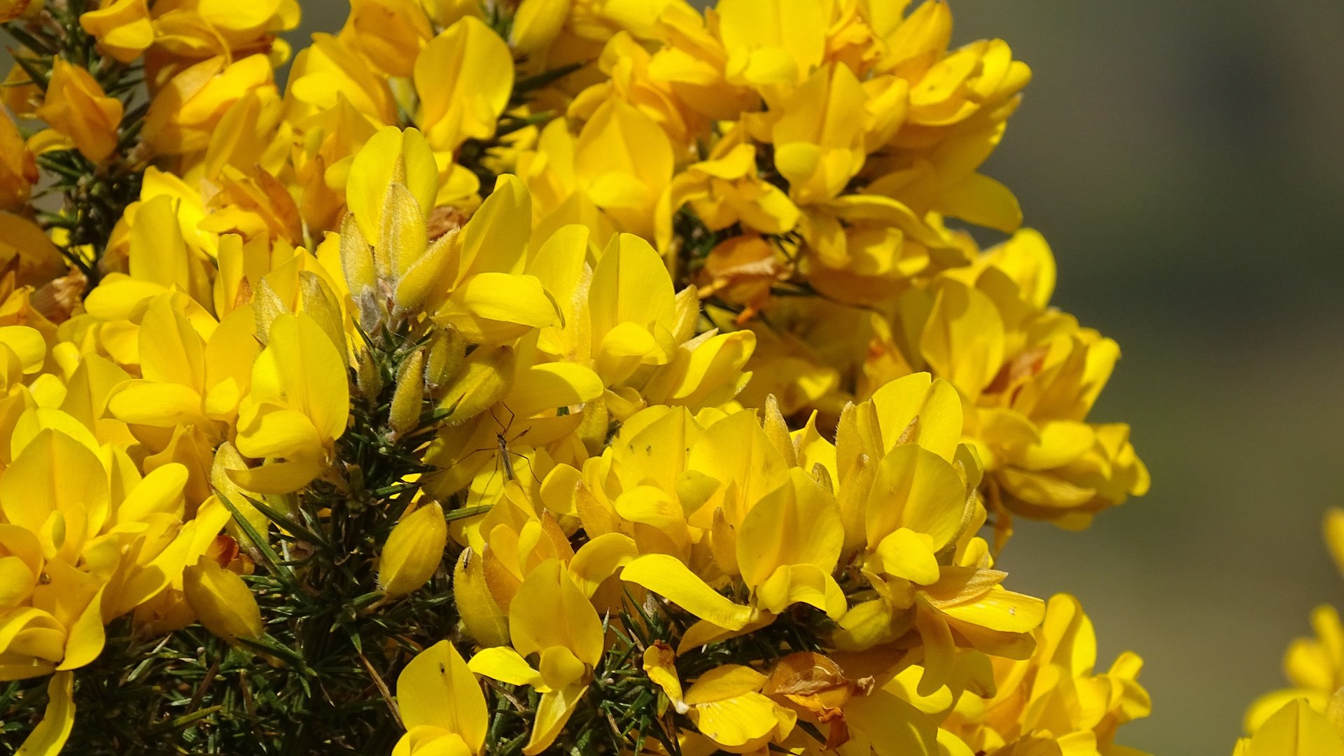 Обои цветение, весна, желтые цветы, flowering, spring, yellow flowers разрешение 5184x3888 Загрузить