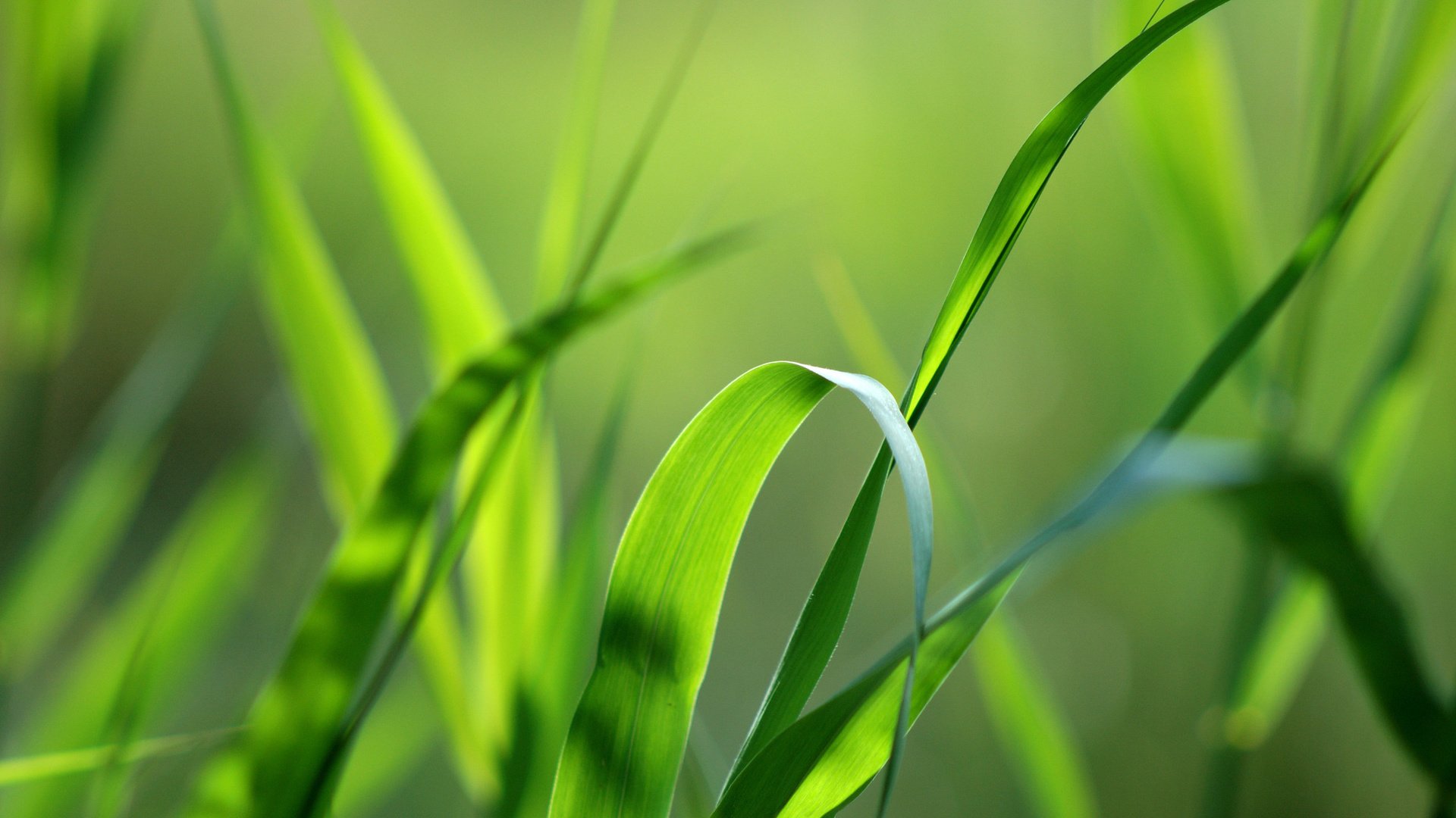 Обои трава, природа, зелень, макро, фон, травинка, grass, nature, greens, macro, background, a blade of grass разрешение 2560x1600 Загрузить