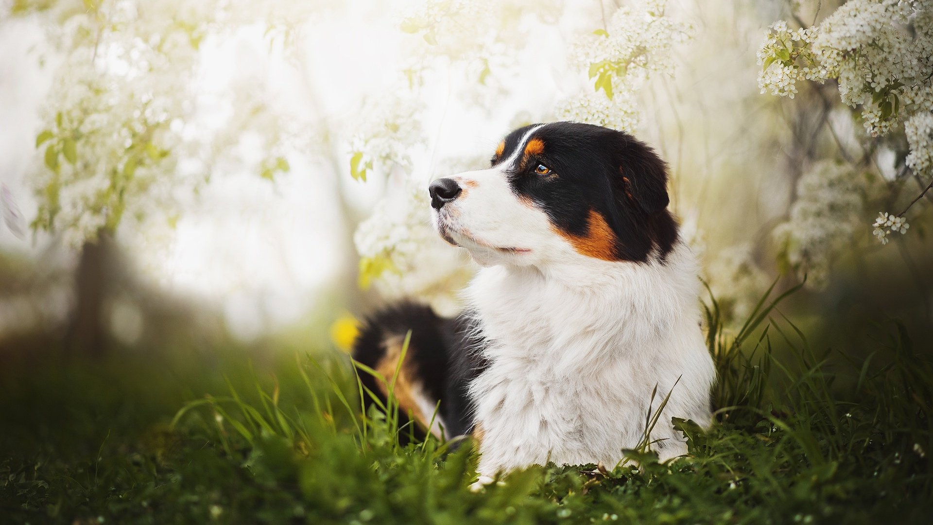 Обои глаза, трава, цветение, взгляд, собака, весна, бернский зенненхунд, blake, eyes, grass, flowering, look, dog, spring, bernese mountain dog разрешение 2048x1375 Загрузить