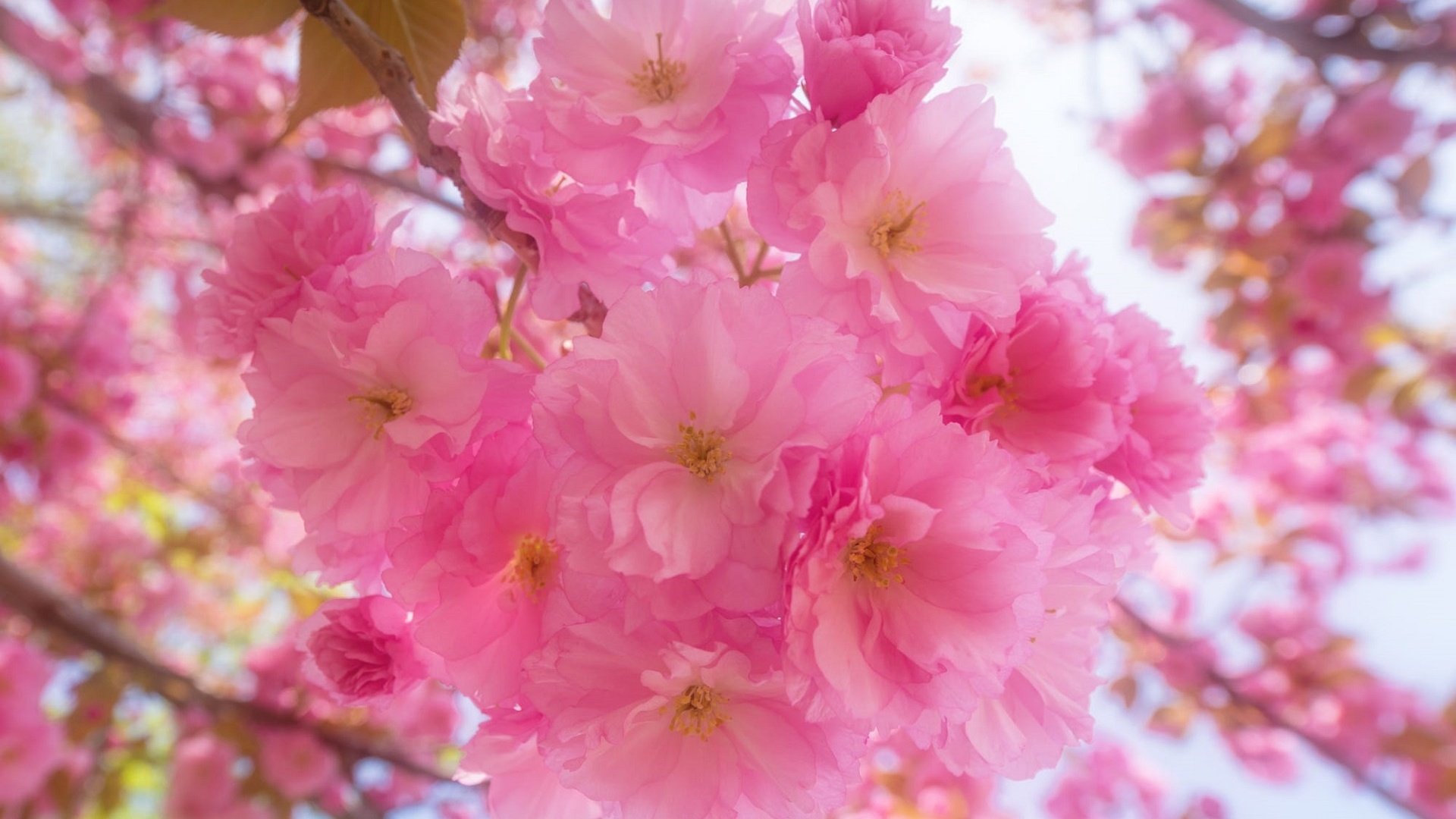 Обои цветы, цветение, ветки, весна, сакура, flowers, flowering, branches, spring, sakura разрешение 1920x1358 Загрузить