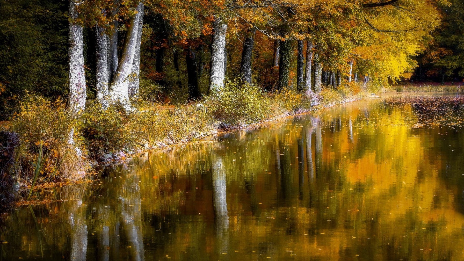 Обои деревья, отражение, листва, осень, пруд, trees, reflection, foliage, autumn, pond разрешение 1999x1223 Загрузить