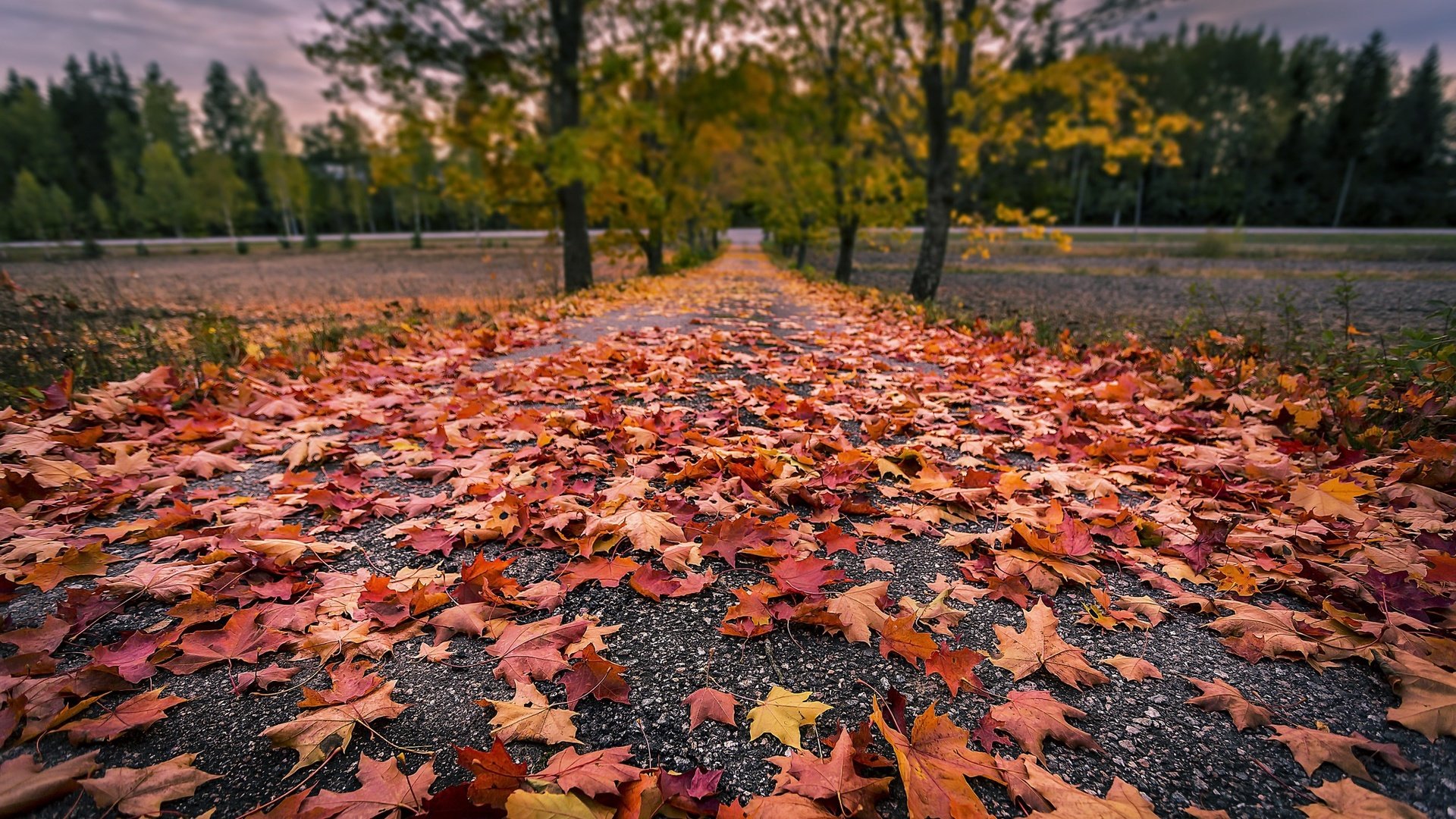 Обои дорога, деревья, природа, листья, осень, road, trees, nature, leaves, autumn разрешение 2048x1365 Загрузить