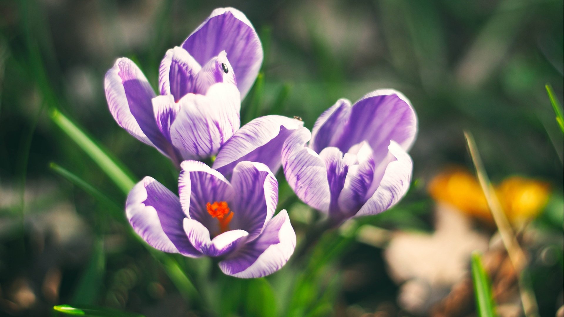 Обои цветы, поле, весна, фиолетовые, крокусы, шафран, flowers, field, spring, purple, crocuses, saffron разрешение 3840x2880 Загрузить