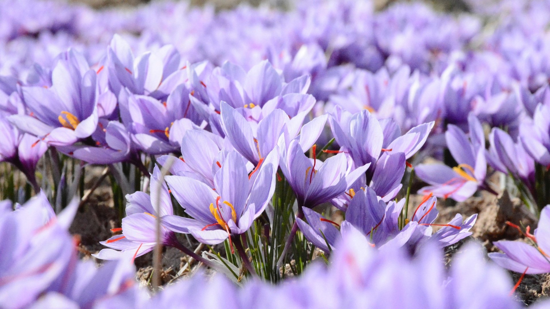 Обои цветы, поле, весна, фиолетовые, крокусы, шафран, flowers, field, spring, purple, crocuses, saffron разрешение 2480x1653 Загрузить