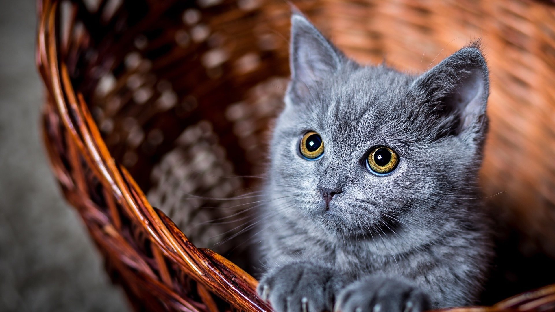 Обои глаза, усы, кошка, взгляд, котенок, серый, корзинка, к, eyes, mustache, cat, look, kitty, grey, basket, to разрешение 2048x1366 Загрузить