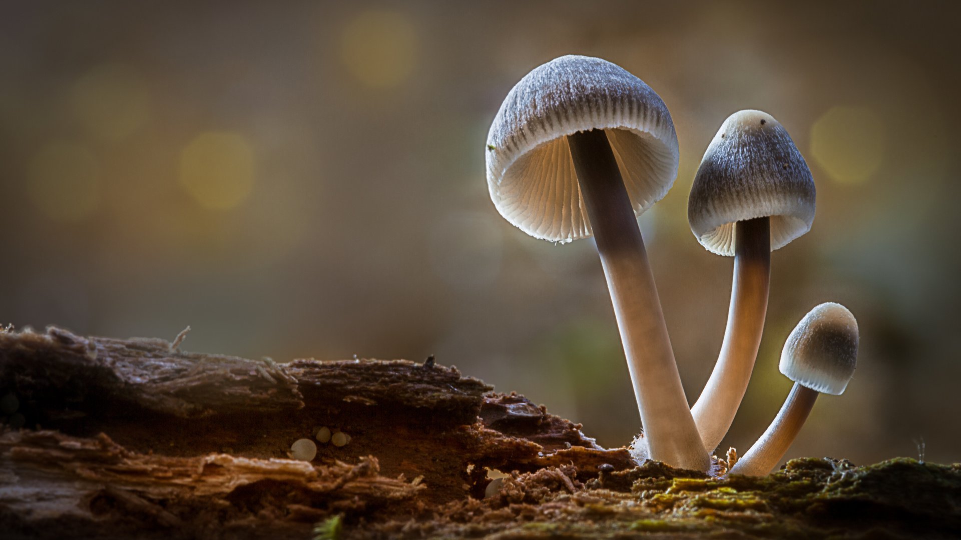 Обои лес, осень, грибы, гриб, боке, sophiaspurgin, forest, autumn, mushrooms, mushroom, bokeh разрешение 5165x3443 Загрузить