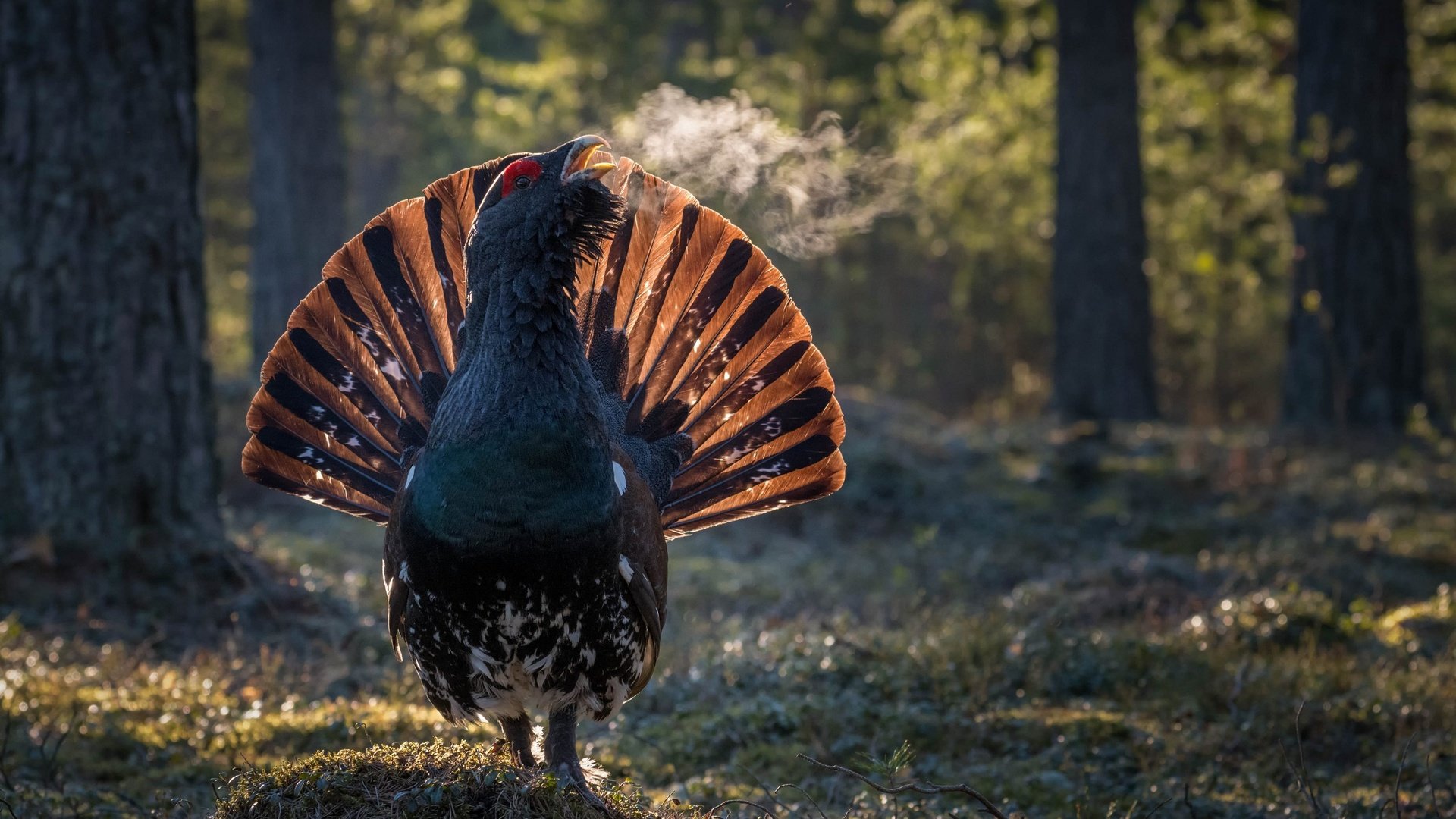 Обои лес, птицы, птица, клюв, перья, хвост, глухарь, forest, birds, bird, beak, feathers, tail, grouse разрешение 3000x2000 Загрузить