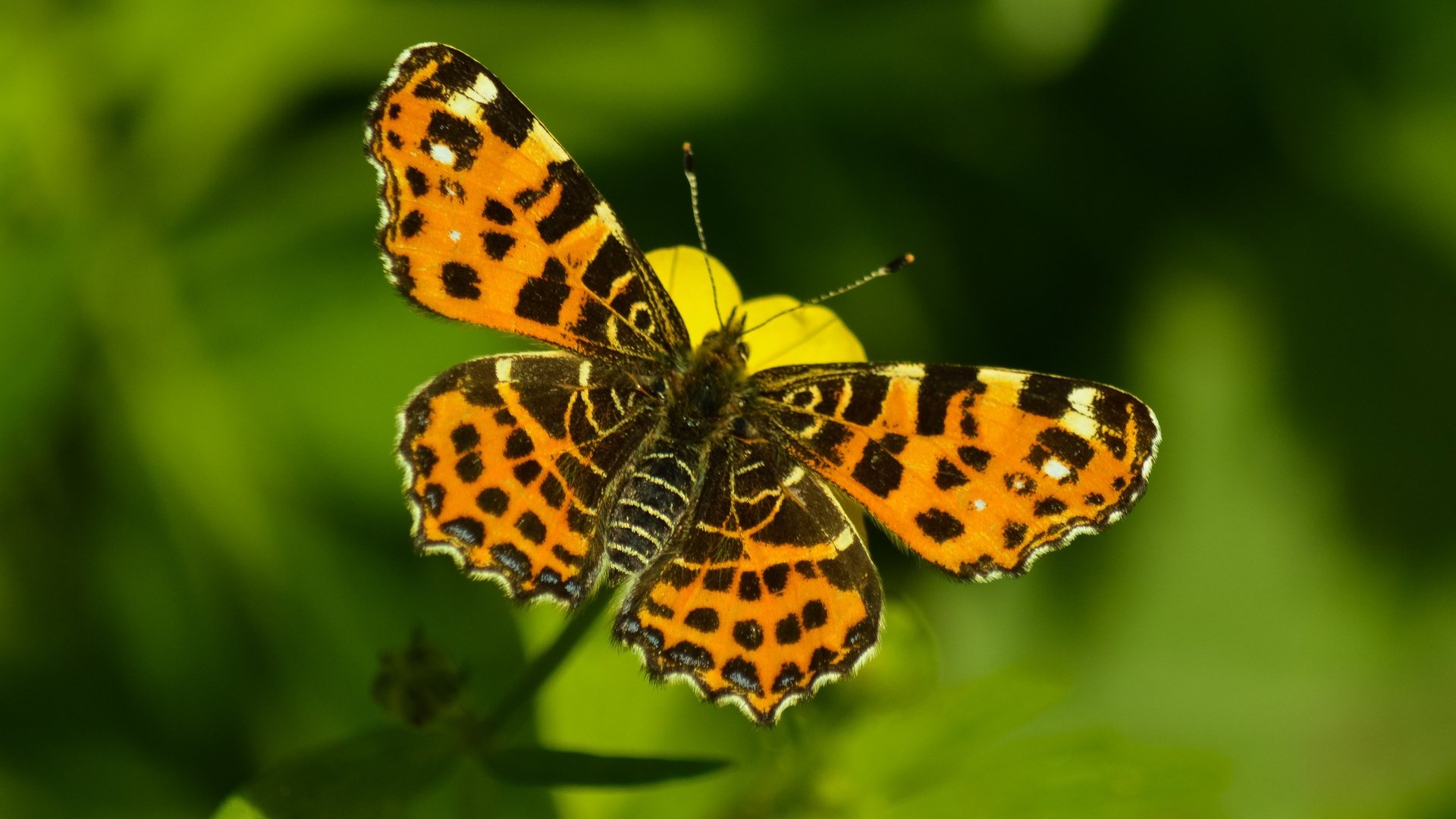 Обои природа, макро, насекомое, фон, цветок, бабочка, боке, nature, macro, insect, background, flower, butterfly, bokeh разрешение 4002x2900 Загрузить