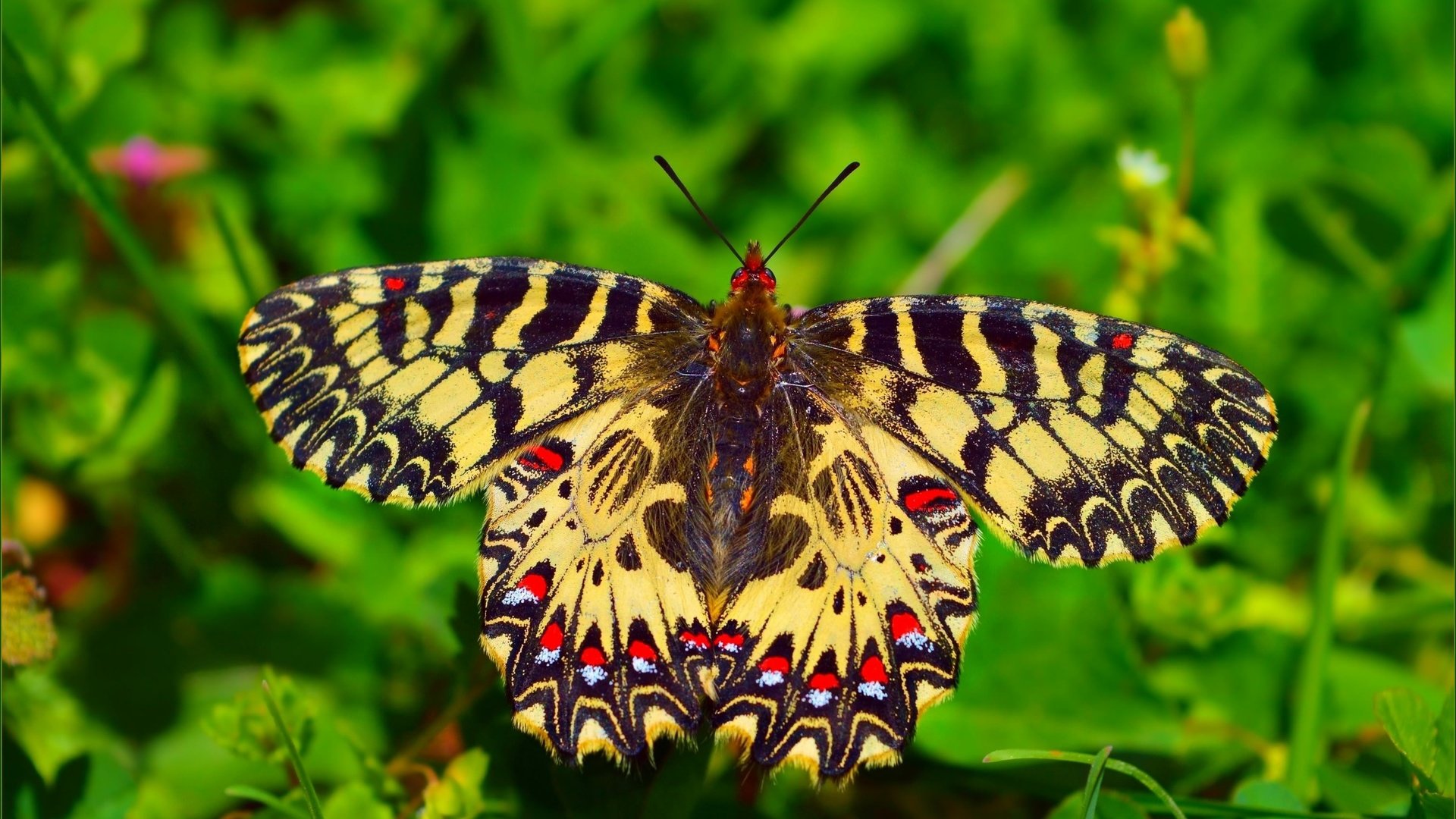 Обои макро, насекомое, бабочка, крылья, macro, insect, butterfly, wings разрешение 3008x1870 Загрузить