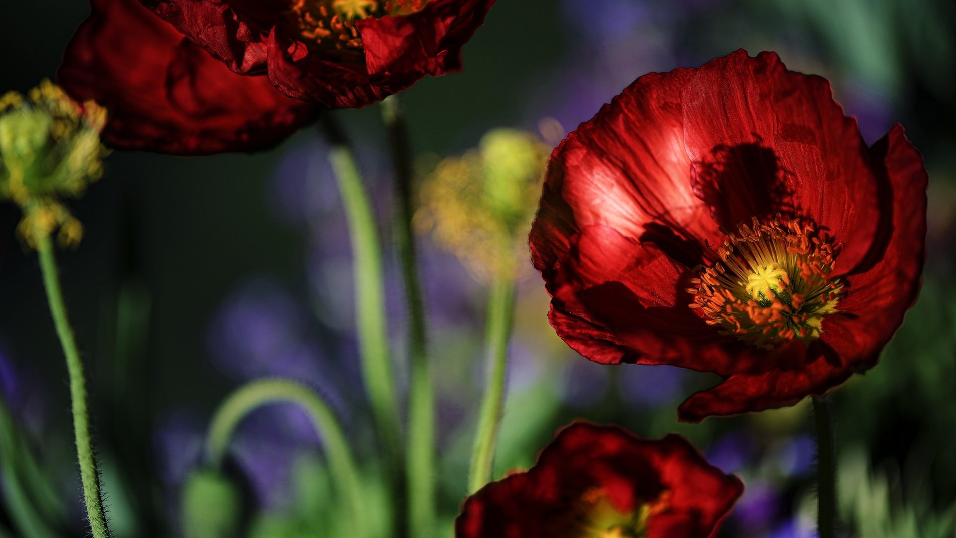 Обои цветы, макро, лепестки, красные, маки, стебли, flowers, macro, petals, red, maki, stems разрешение 2048x1367 Загрузить