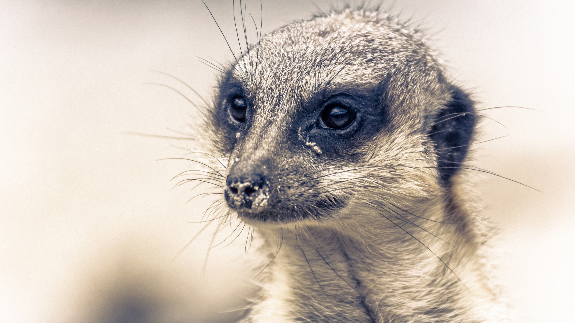 Обои мордочка, взгляд, животное, сурикат, muzzle, look, animal, meerkat разрешение 2048x1365 Загрузить