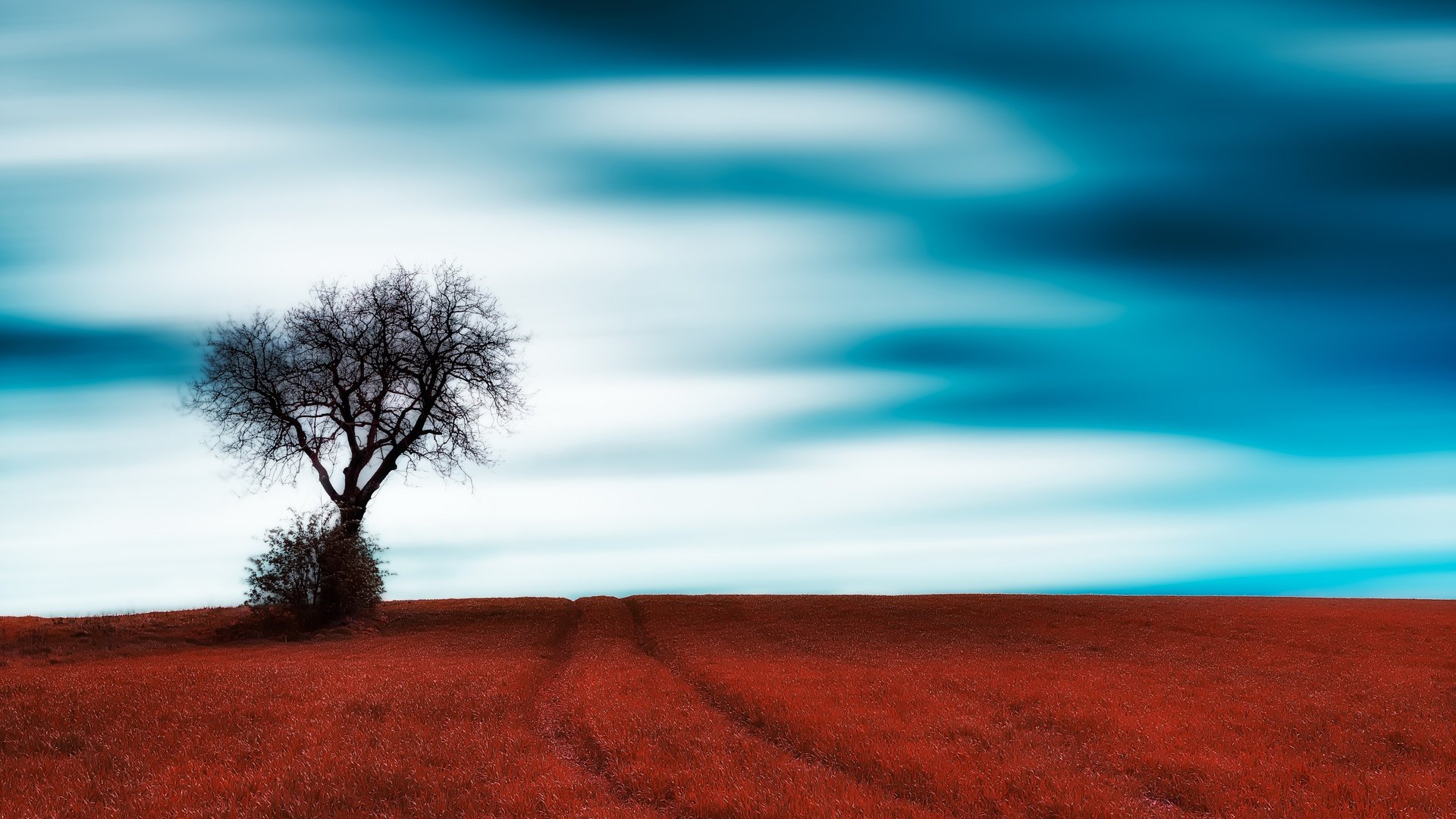 Обои небо, трава, облака, дерево, поле, the sky, grass, clouds, tree, field разрешение 6016x3654 Загрузить