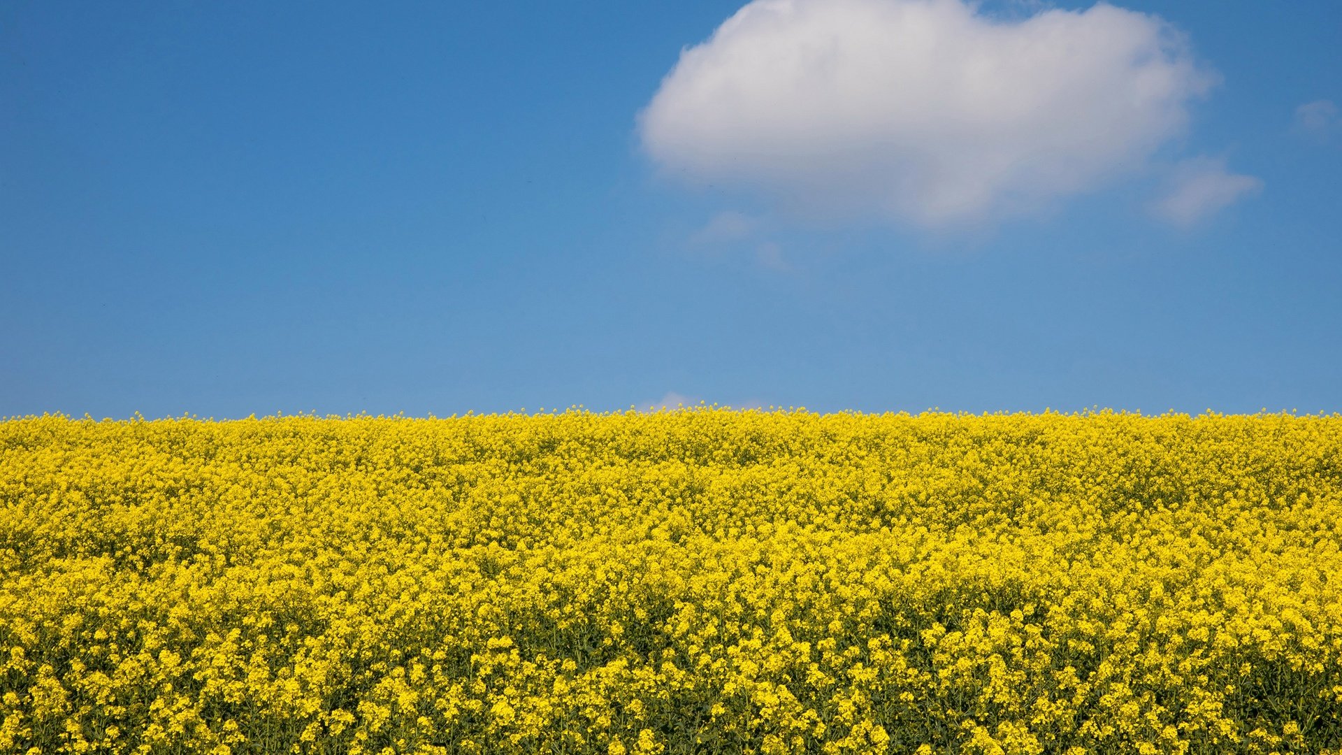 Обои небо, цветы, облака, солнце, поле, рапс, the sky, flowers, clouds, the sun, field, rape разрешение 3000x2020 Загрузить