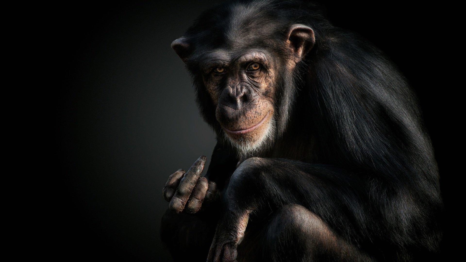 Обои морда, взгляд, черный фон, обезьяна, жест, шимпанзе, face, look, black background, monkey, gesture, chimpanzees разрешение 2500x1680 Загрузить