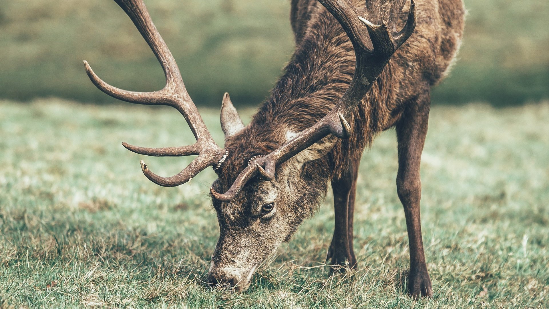 Обои трава, олень, животное, рога, grass, deer, animal, horns разрешение 2560x1600 Загрузить