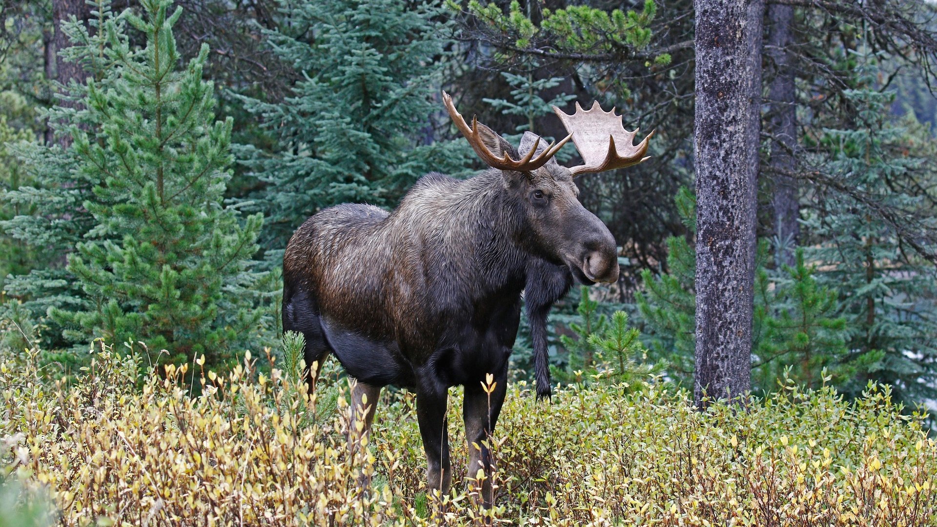 Обои деревья, природа, лес, рога, лось, trees, nature, forest, horns, moose разрешение 2048x1365 Загрузить