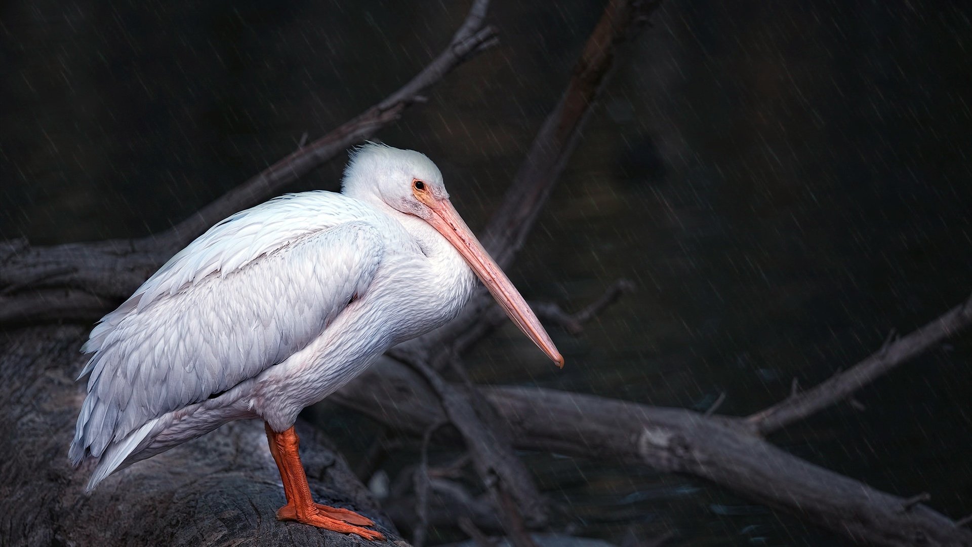 Обои природа, птица, клюв, перья, пеликан, nature, bird, beak, feathers, pelican разрешение 2048x1188 Загрузить