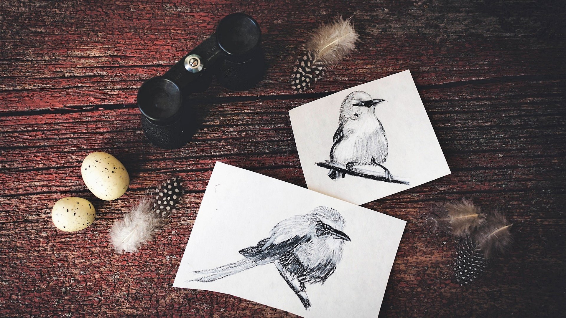 Обои птицы, рисунки, перья, яйца, птичка, бинокль, birds, drawings, feathers, eggs, bird, binoculars разрешение 2048x1365 Загрузить